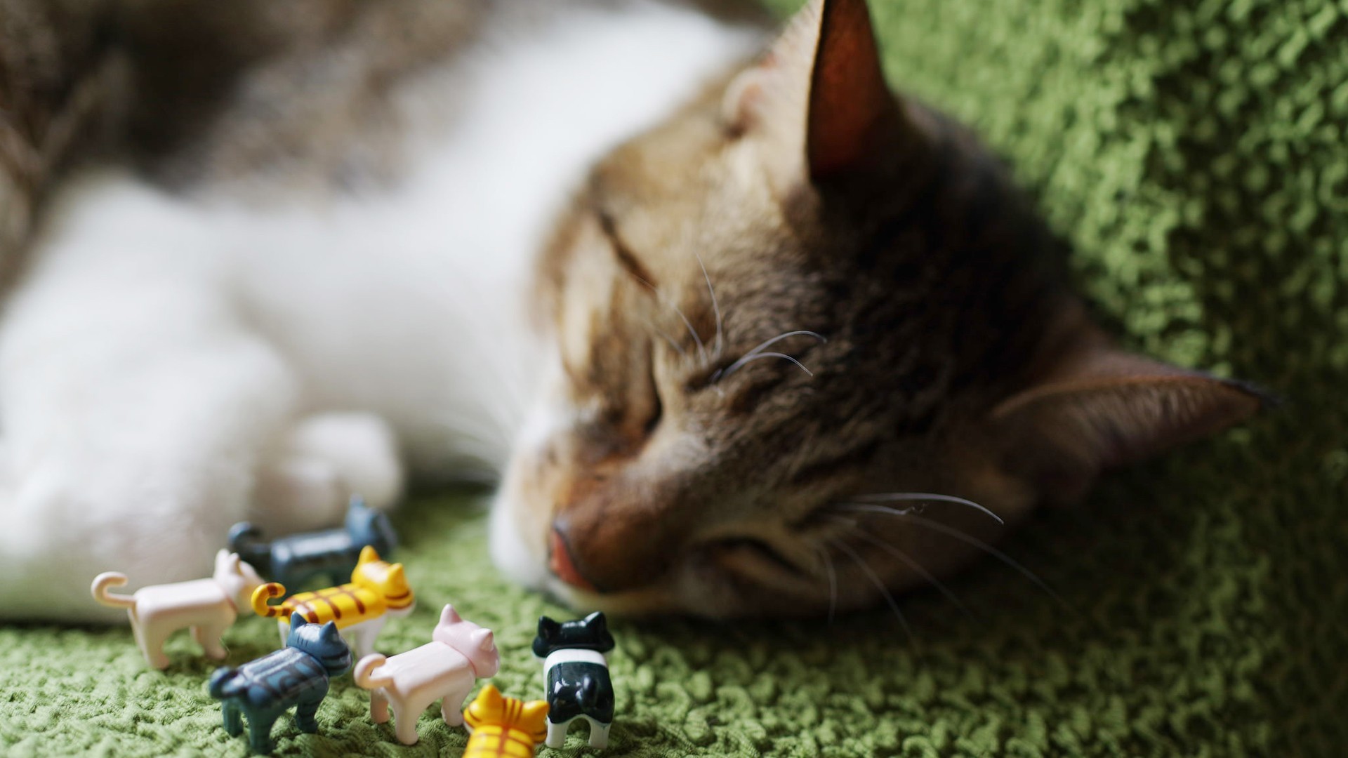 萌宠 动物 猫 喵星人