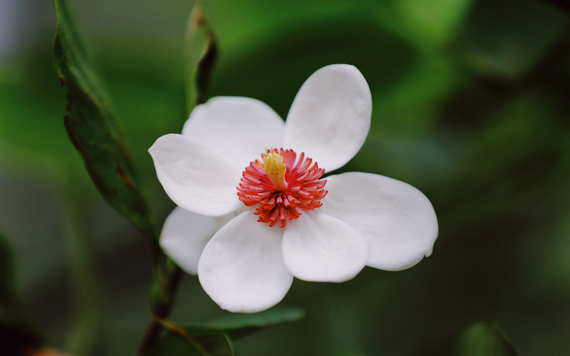 舒缓压力 红心百花