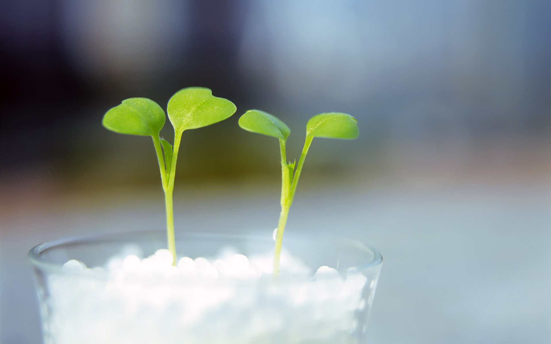 小清新 植物 嫩芽 绿色