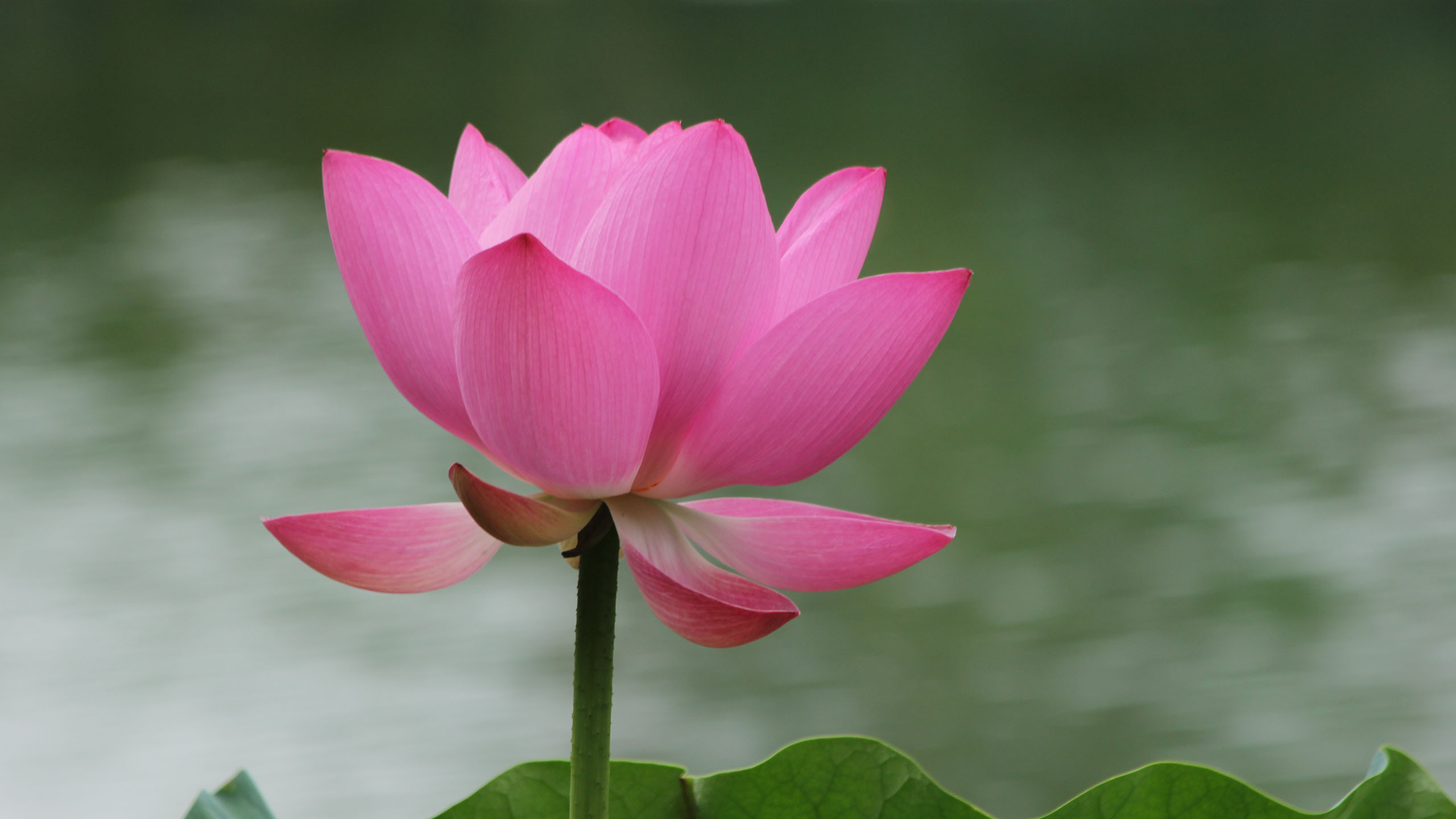 小清新 清新淡雅 荷花