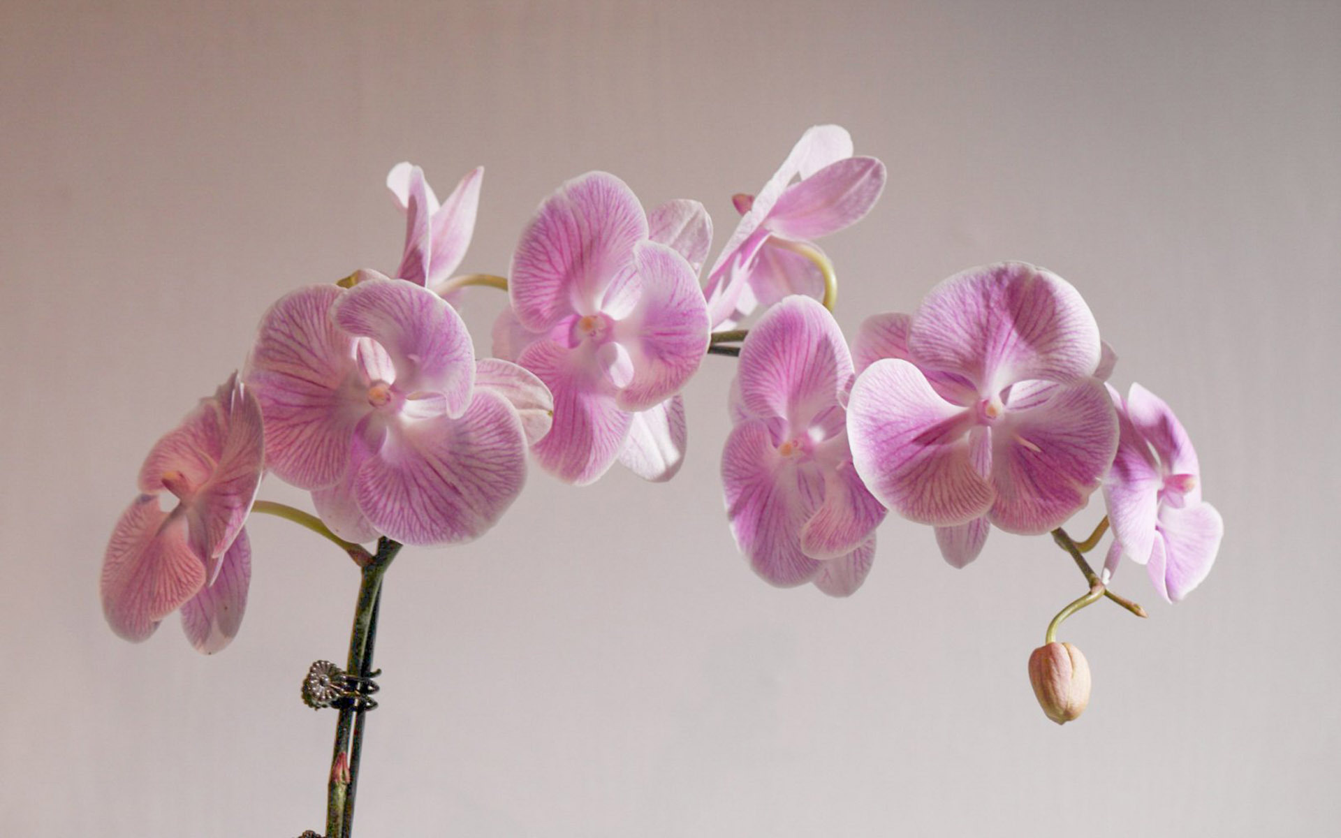 小清新 娇艳欲滴  蝴蝶兰