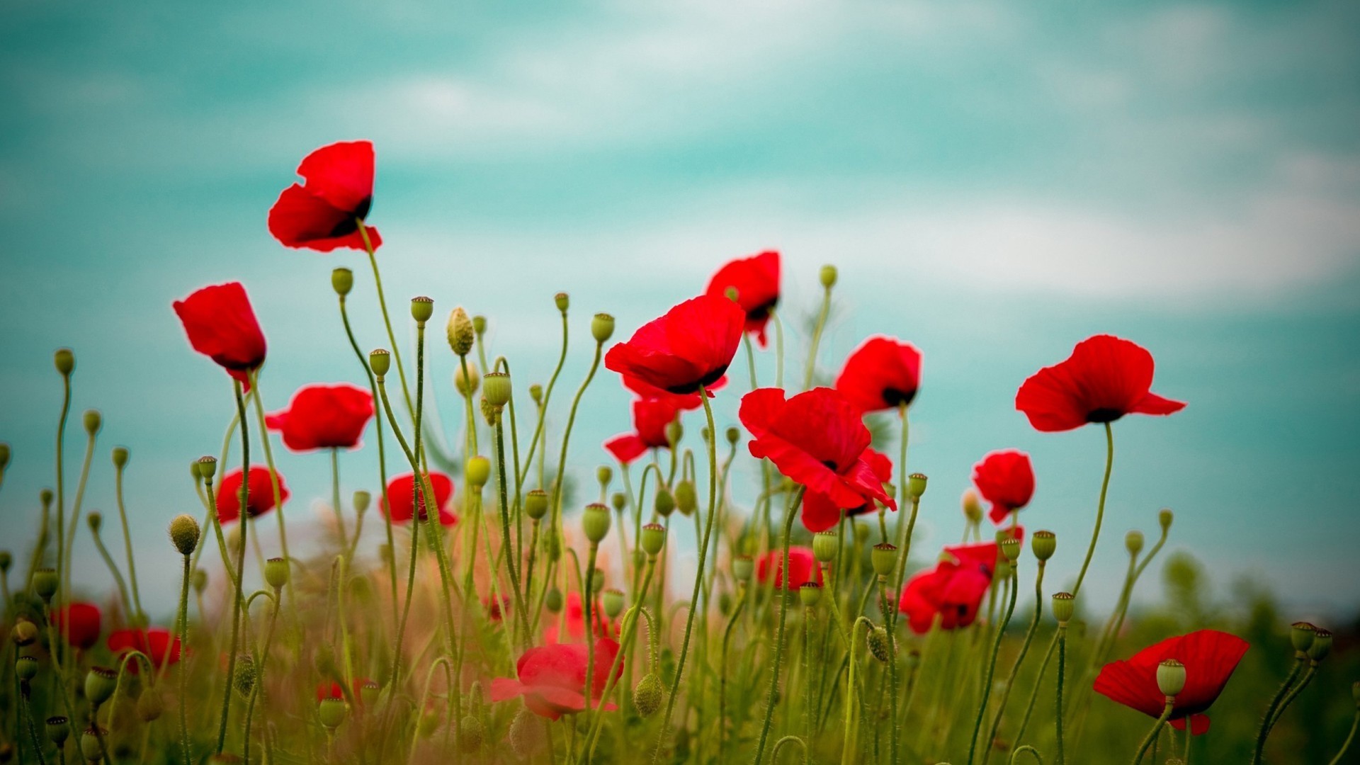 娇艳欲滴 虞美人