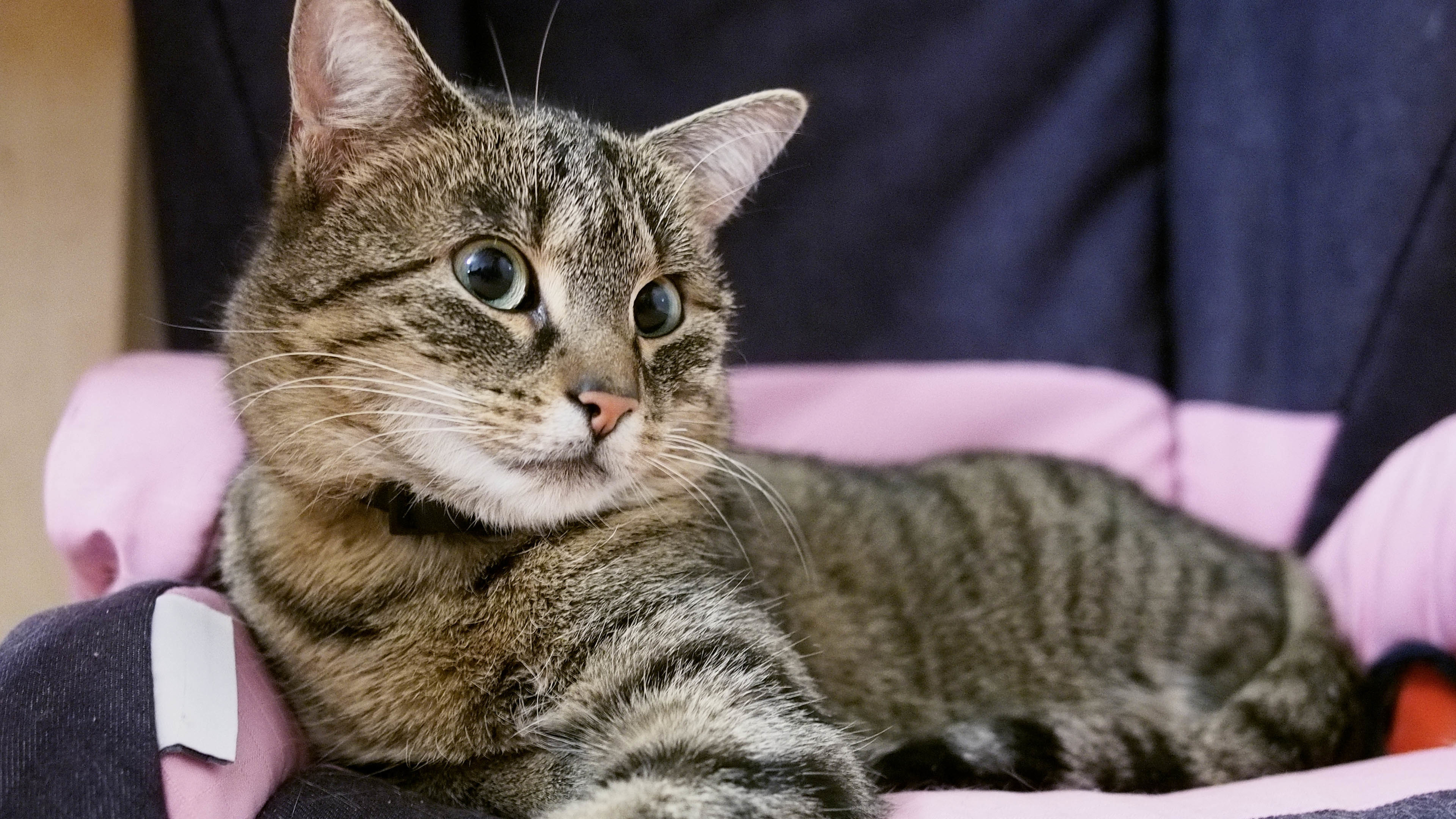 喵星人 猫 可爱