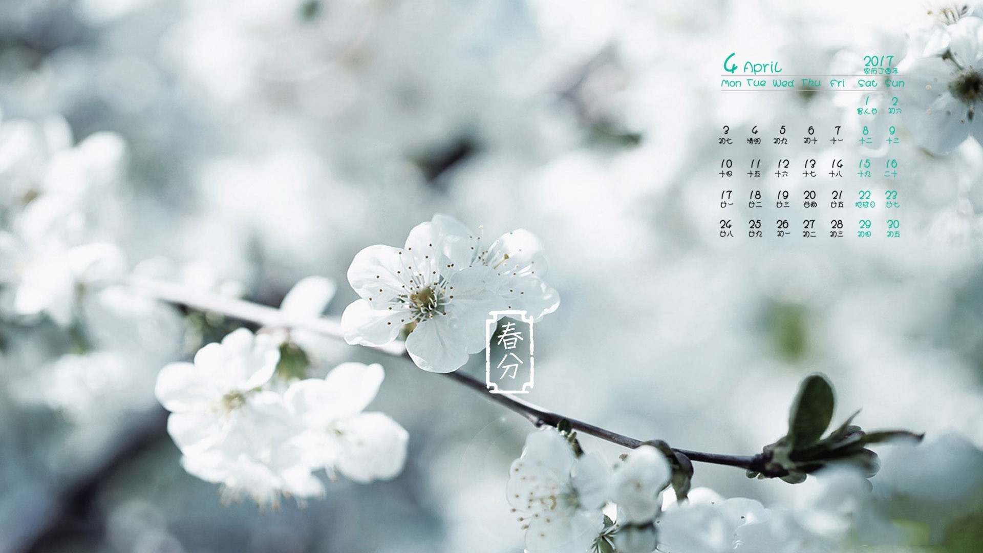2017年4月 白色梅花 春分