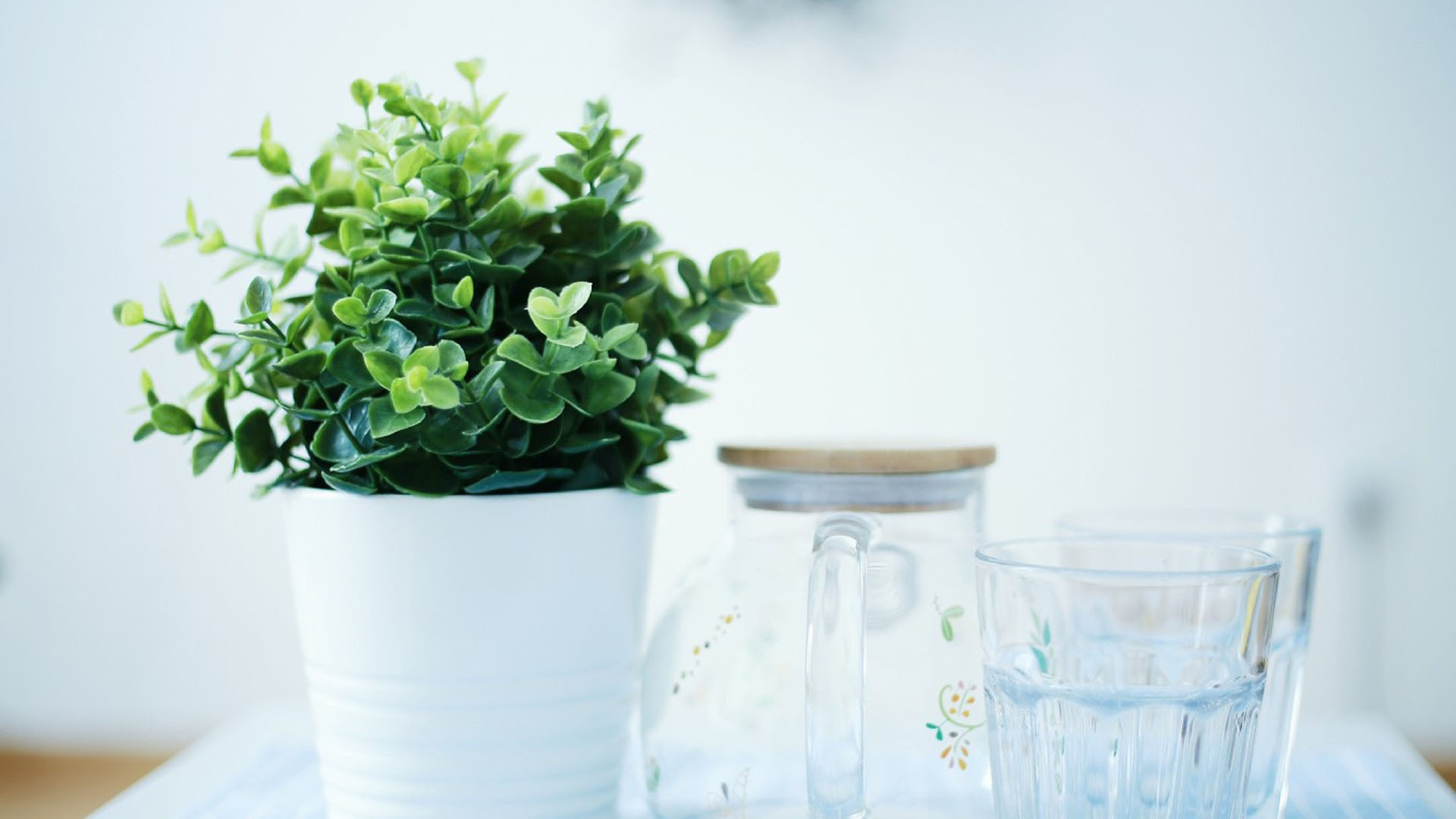 静物写真  绿色植物 养眼