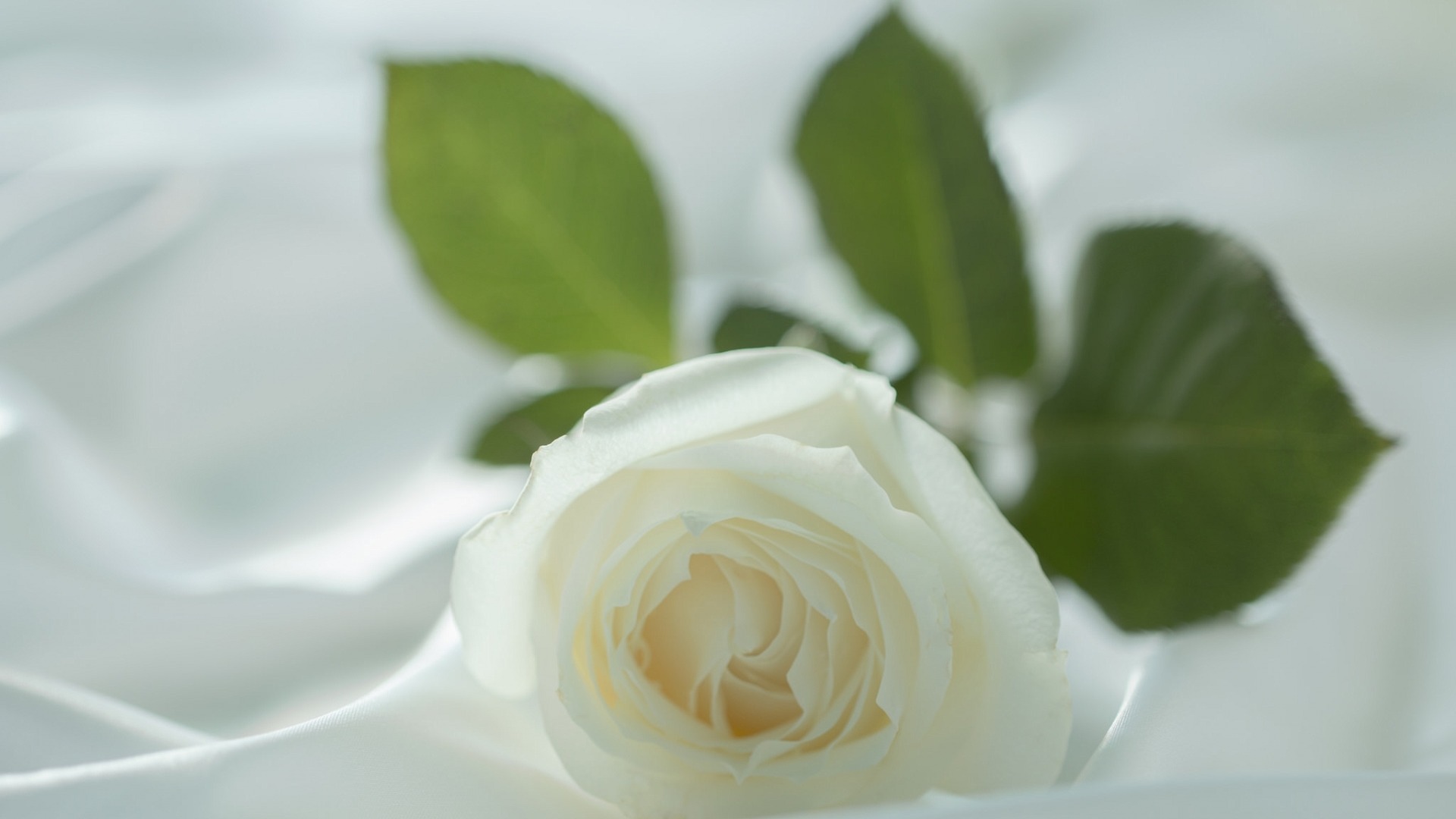 小清新 白玫瑰 清新淡雅 温馨