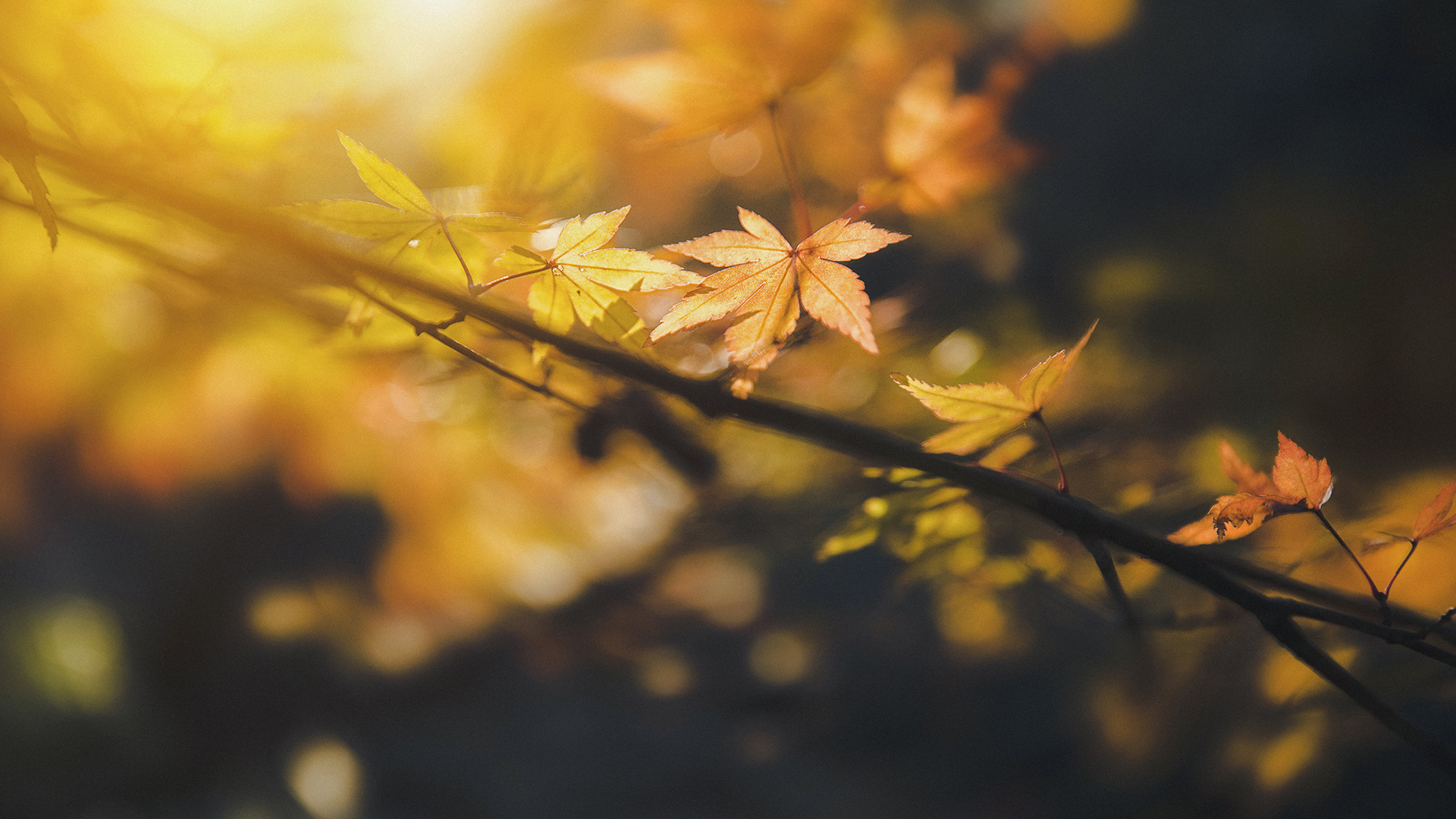 小清新 舒缓压力 枫叶