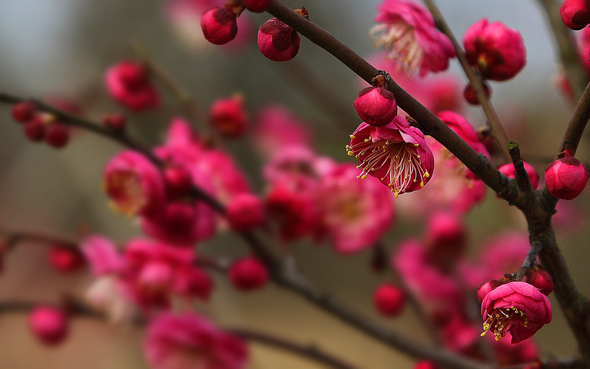 娇艳欲滴 梅花 红色