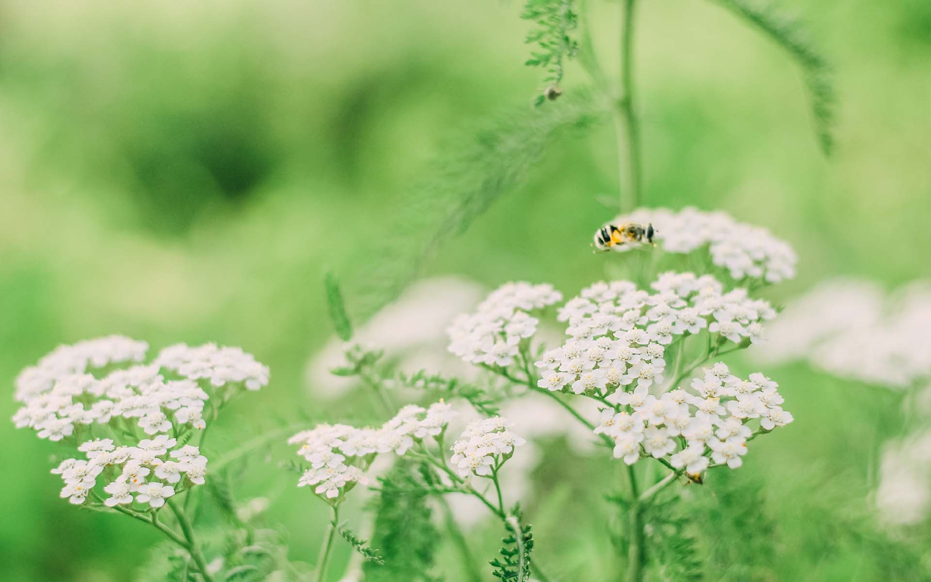 护眼壁纸  绿色 护眼   植物  花卉
