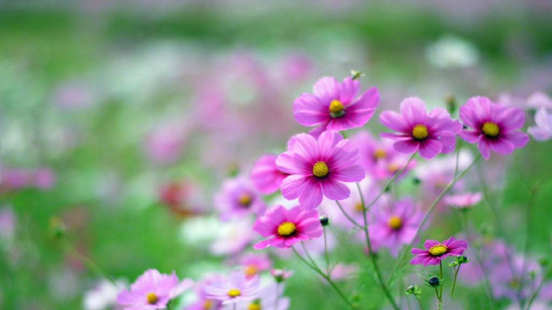 护眼壁纸  绿色 护眼   植物  花卉