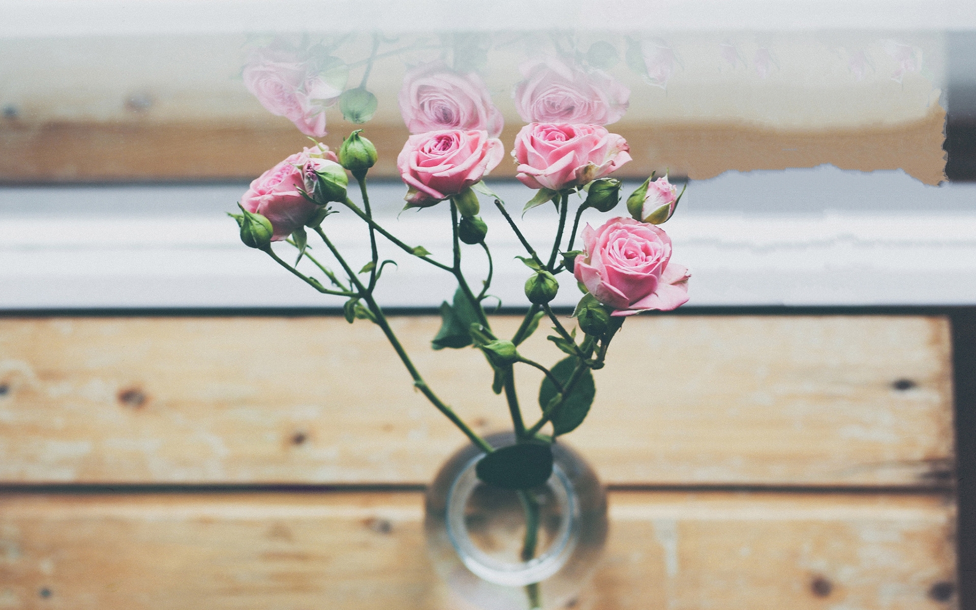 清新淡雅 粉色玫瑰花