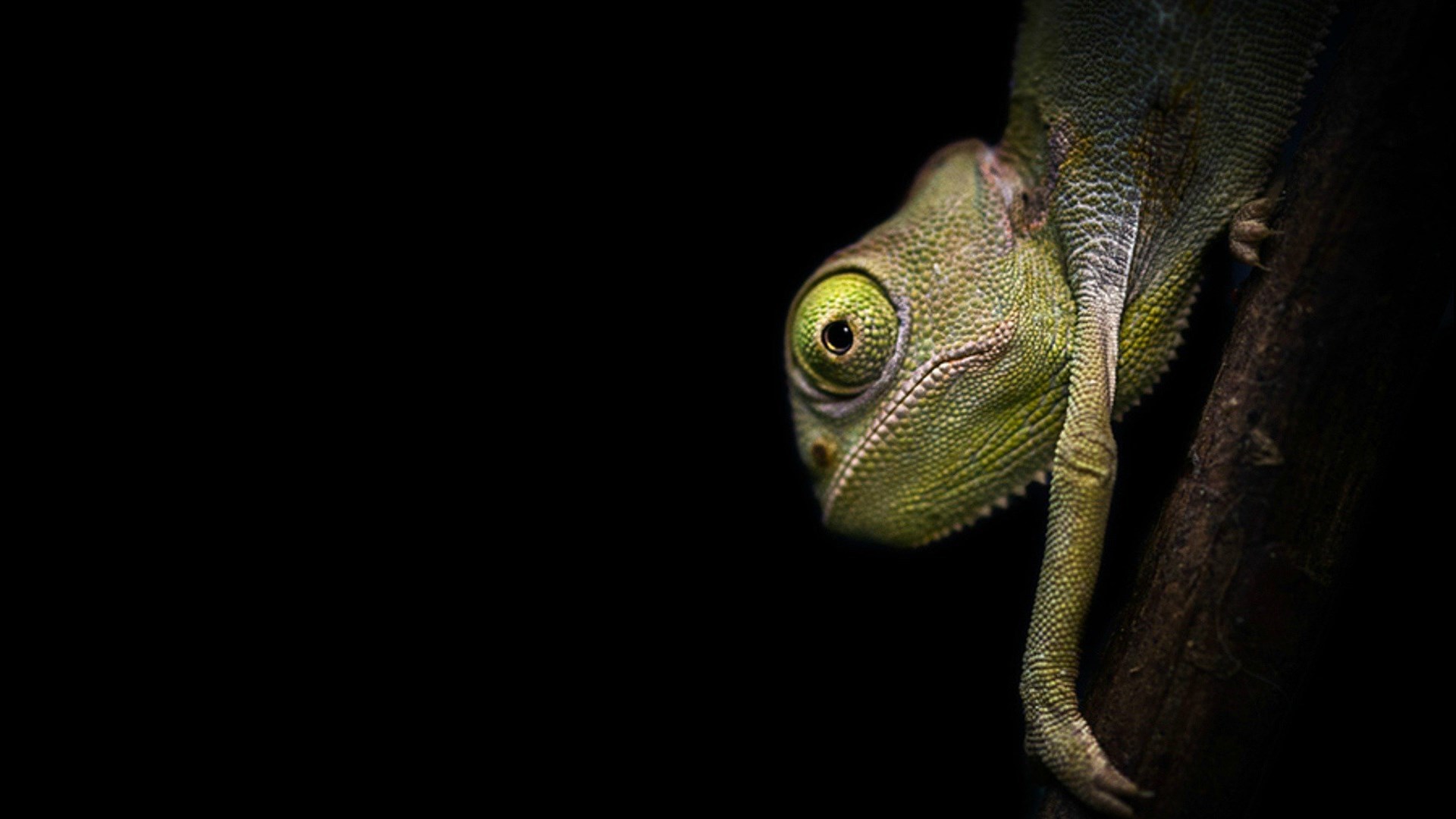 动物 蜥蜴 变色龙