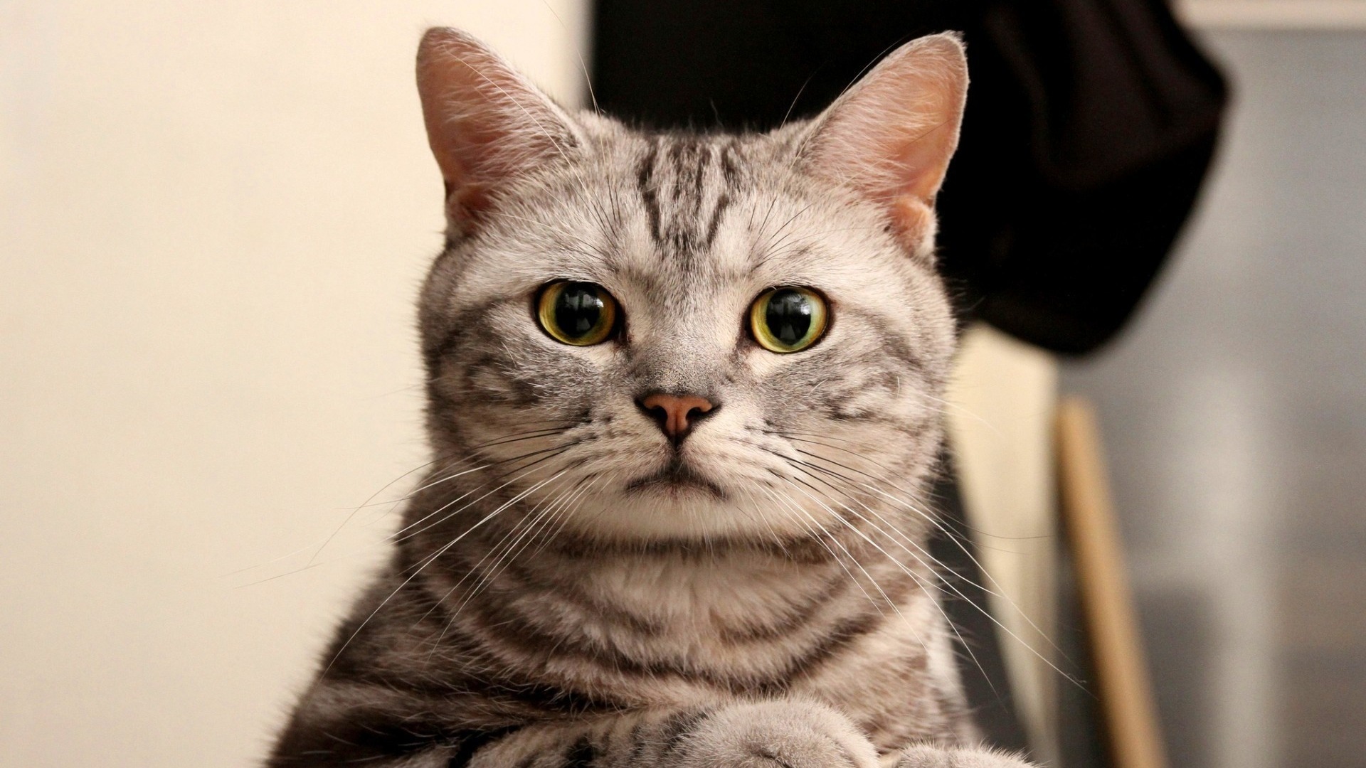 萌宠 动物 喵星人 猫