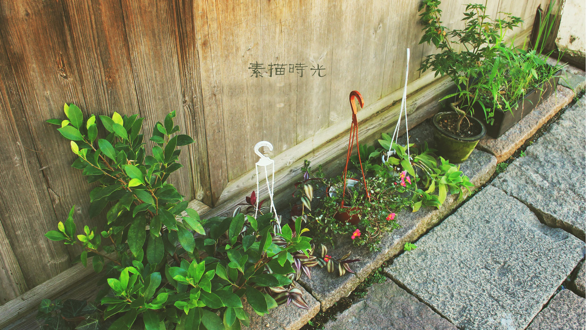 文字 植物 素描 时光