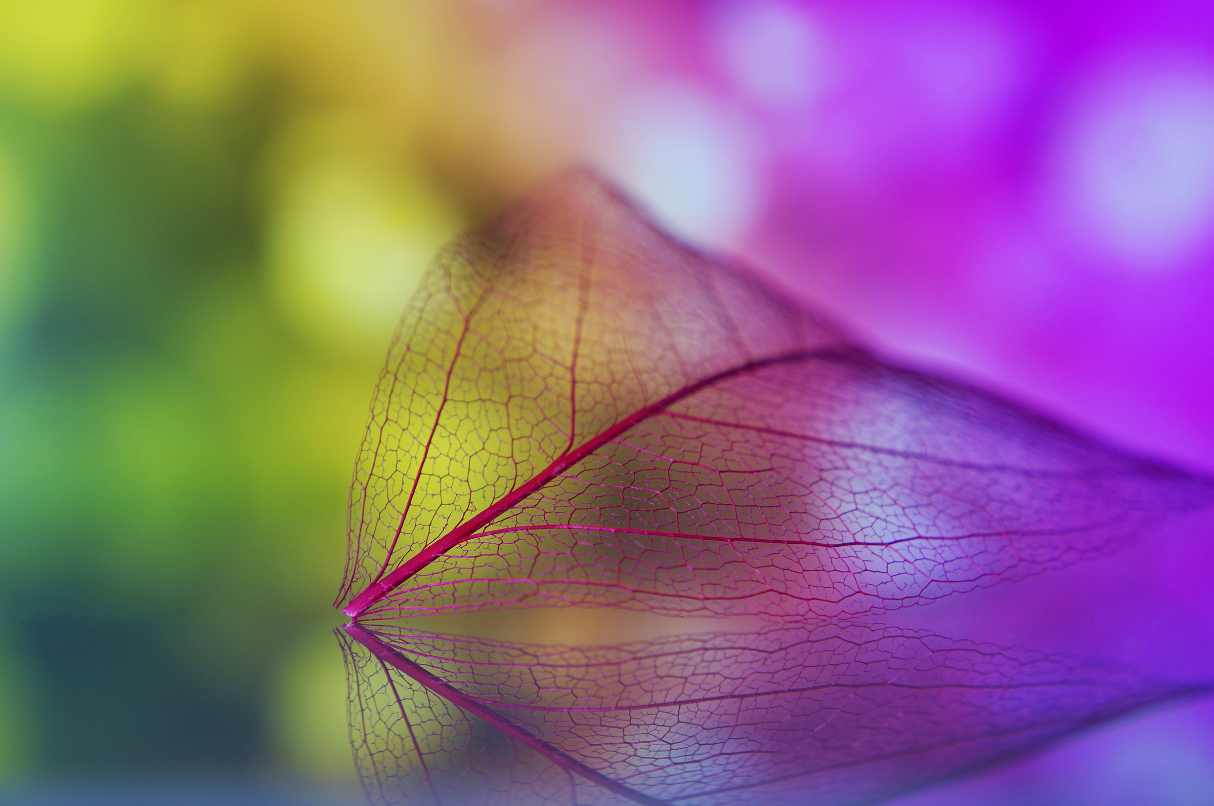 绚丽 时尚 叶子