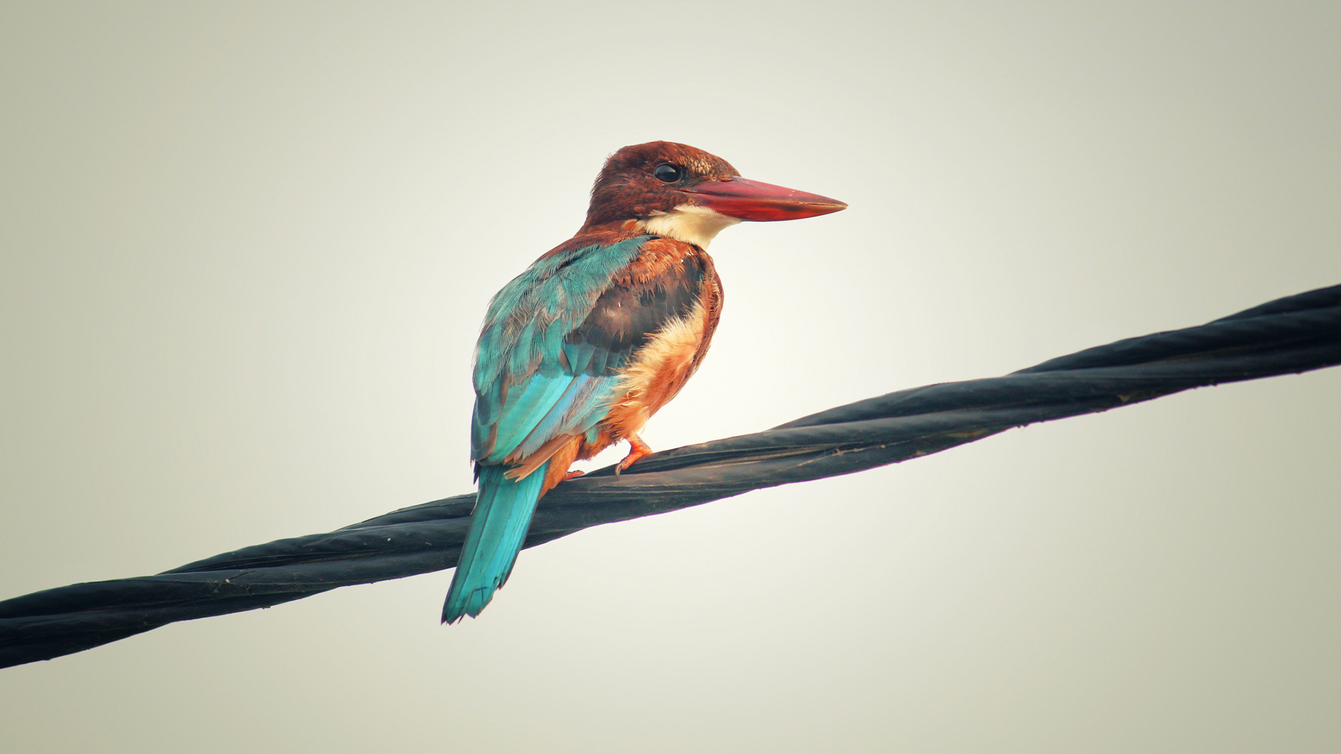 动物 小鸟天地 翠鸟