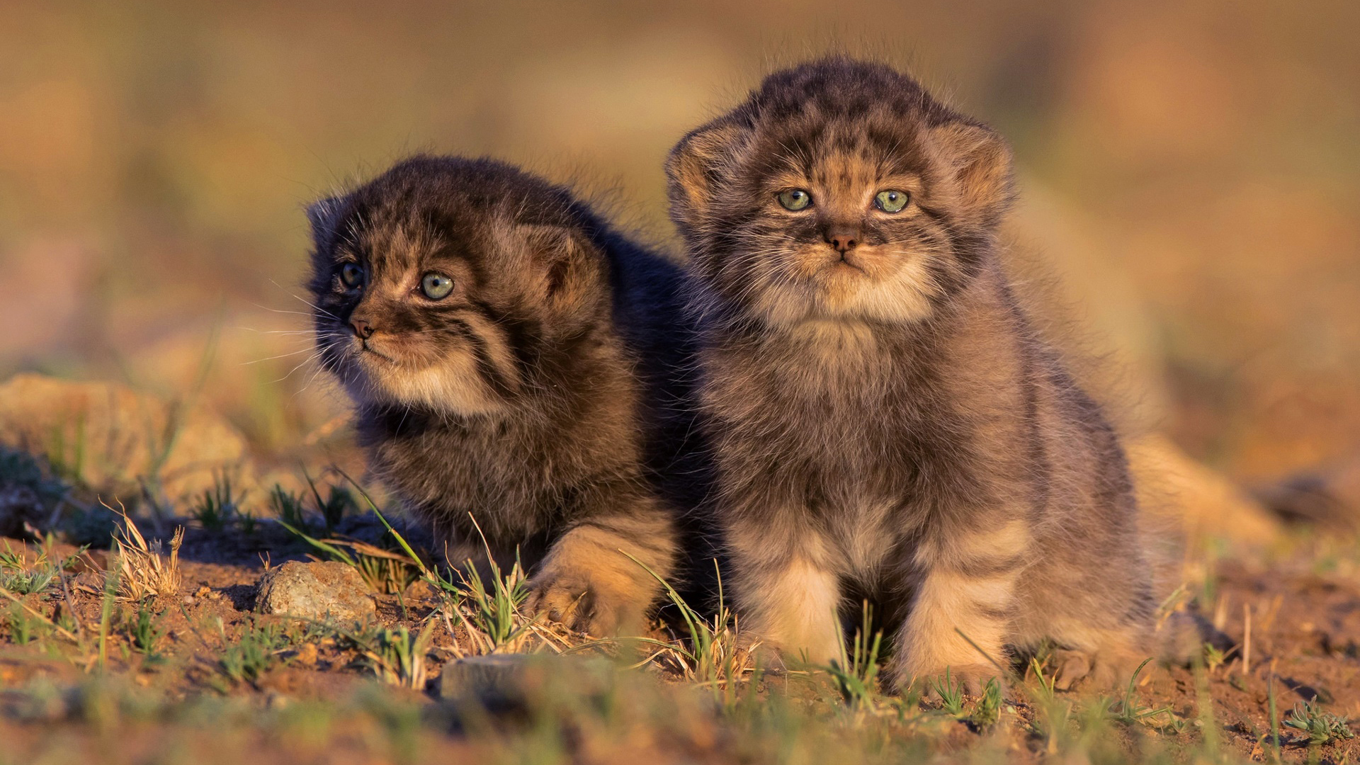 喵星人 两只猫 可爱
