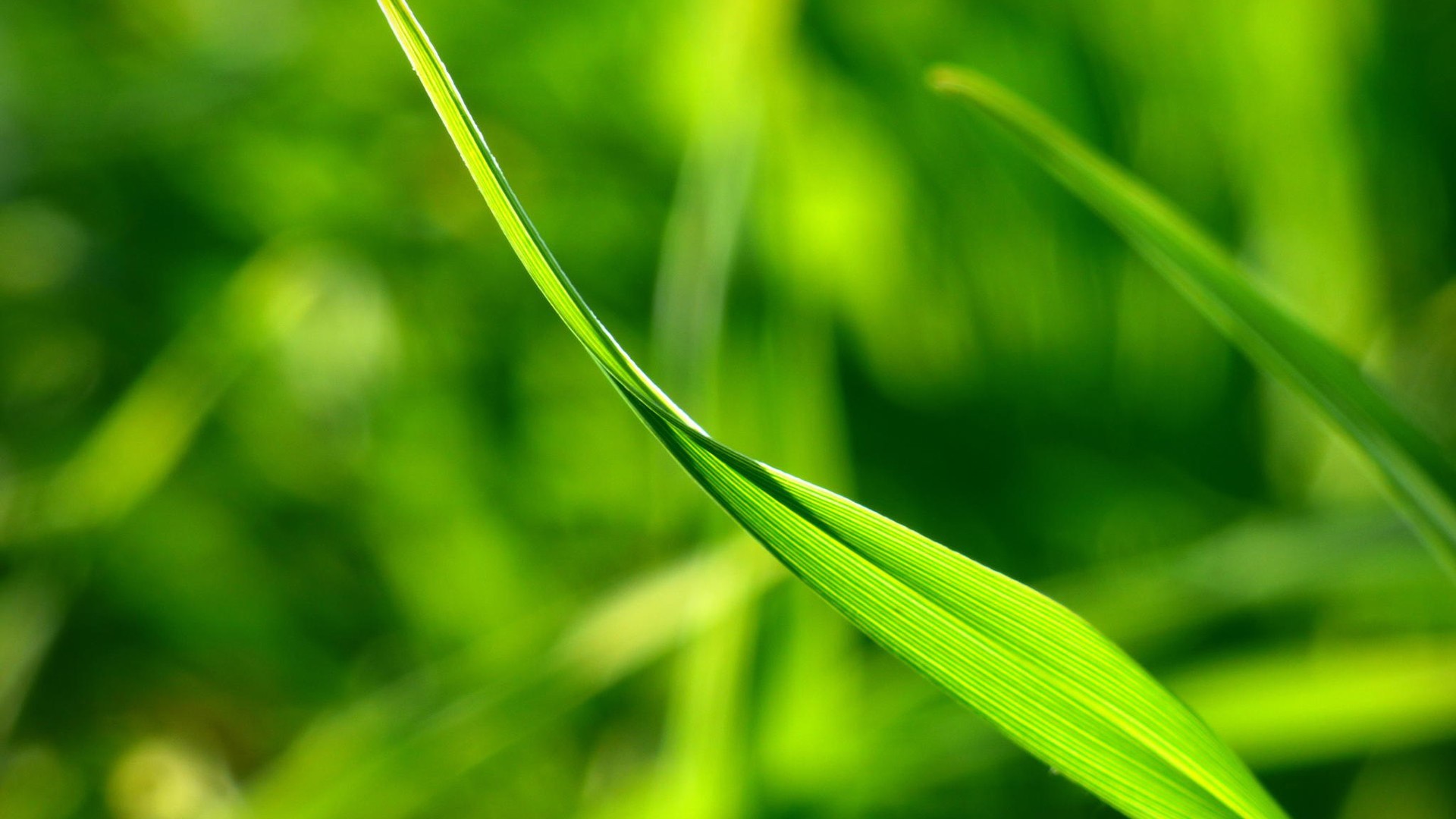 小清新 绿色 养眼 草 叶子