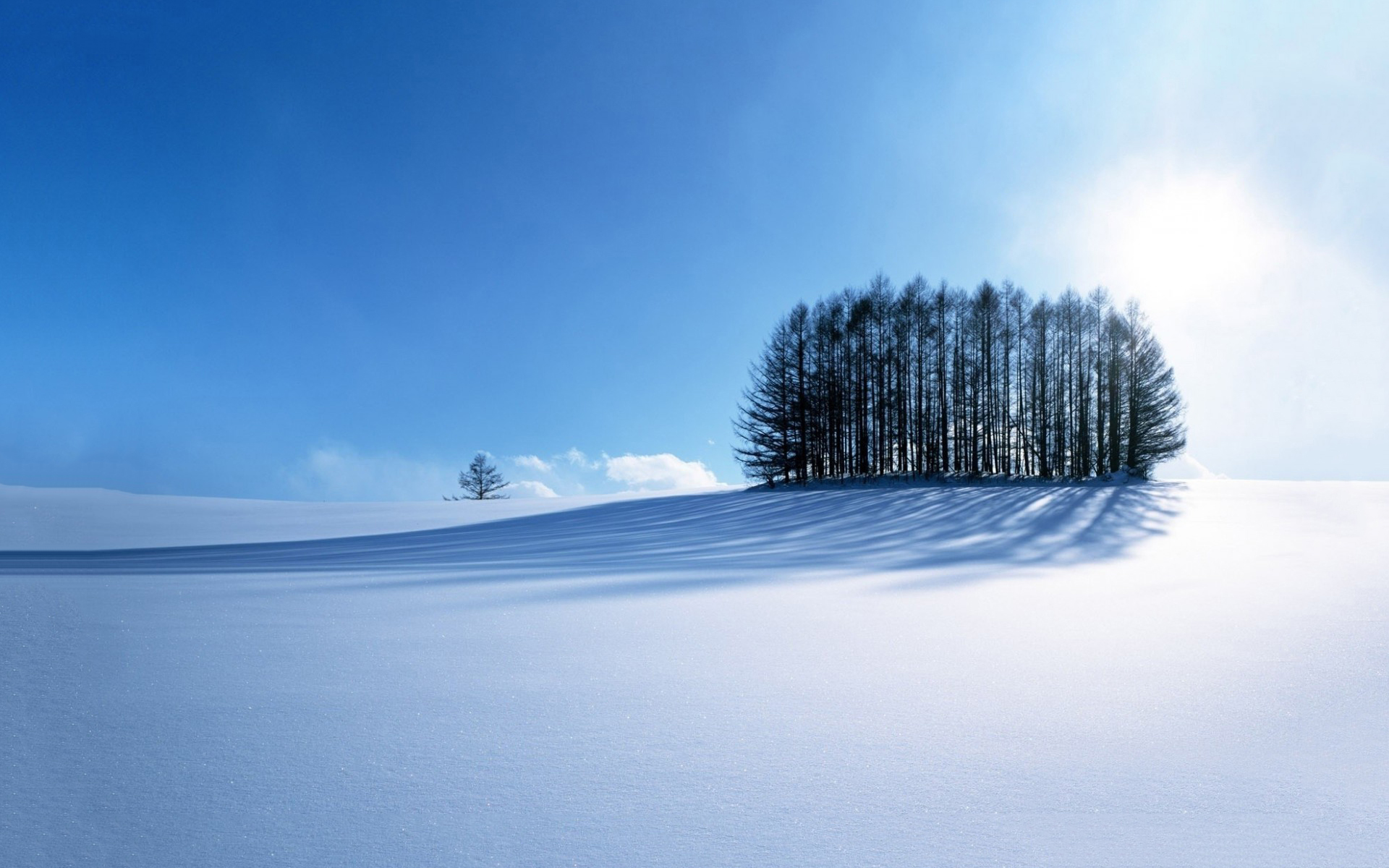 冰天雪地 树木