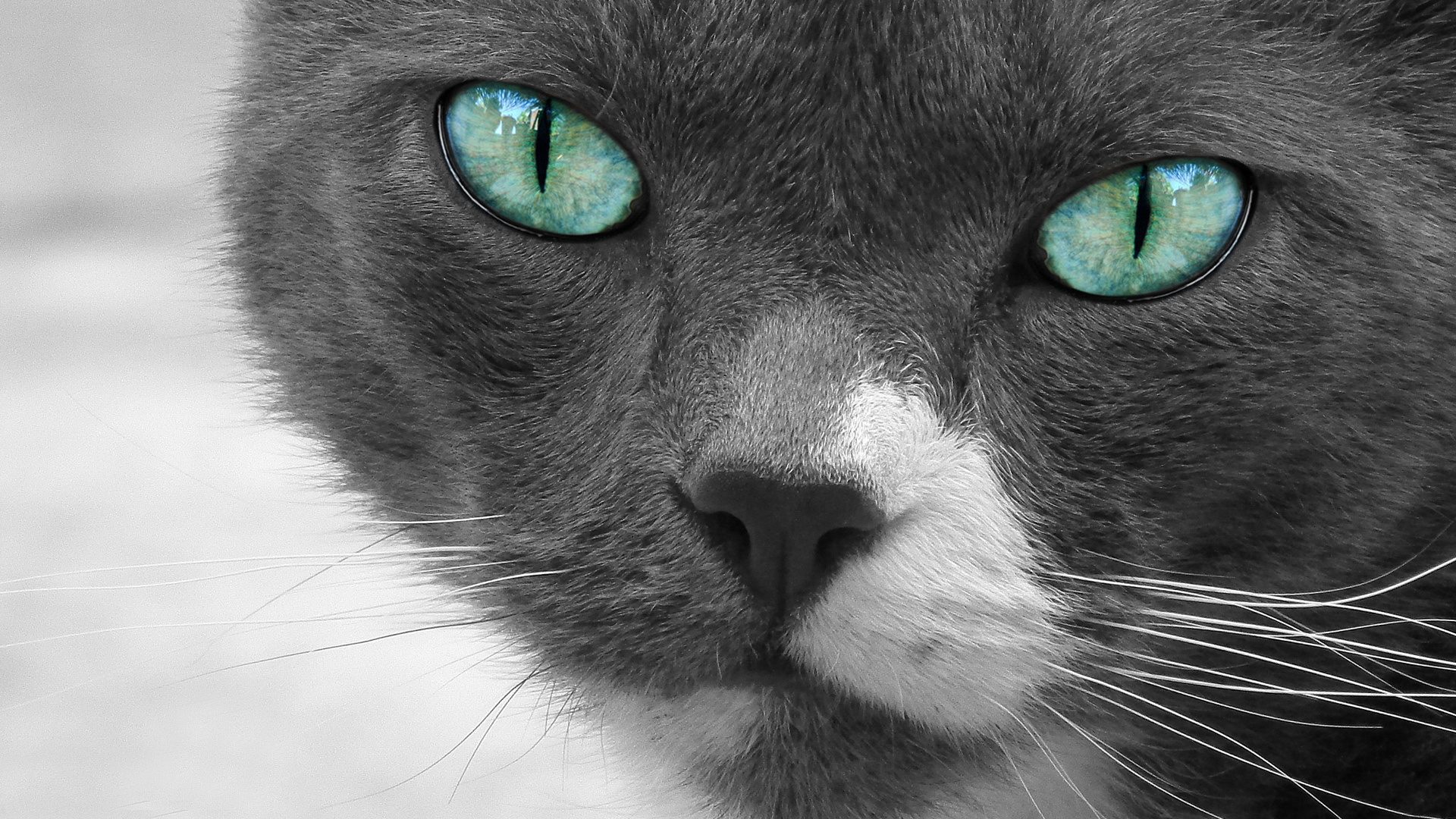 萌宠 喵星人 猫咪