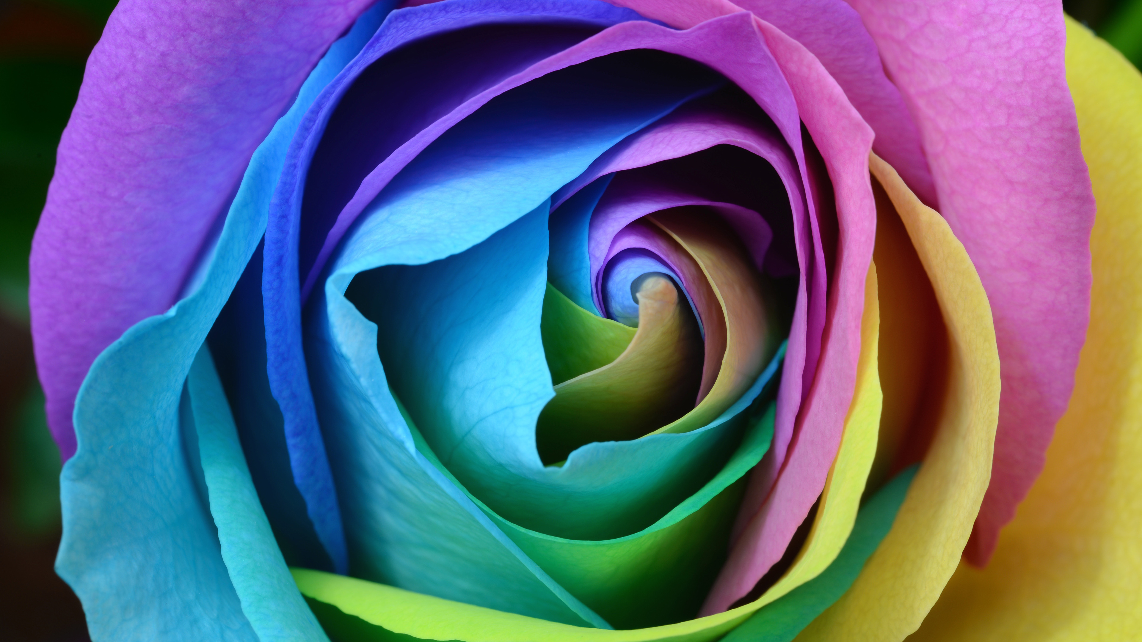 炫酷 时尚 花 色彩 玫瑰