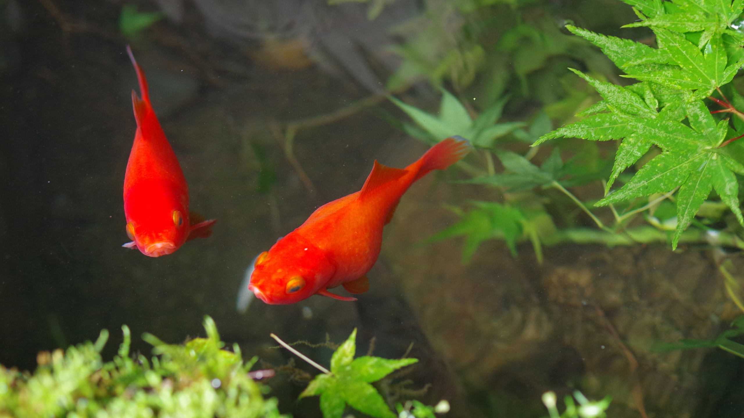 海底世界 金鱼 红色 锦鲤