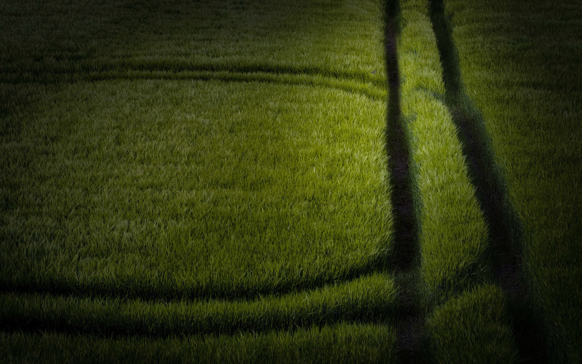 小清新 绿色 护眼壁纸 草地