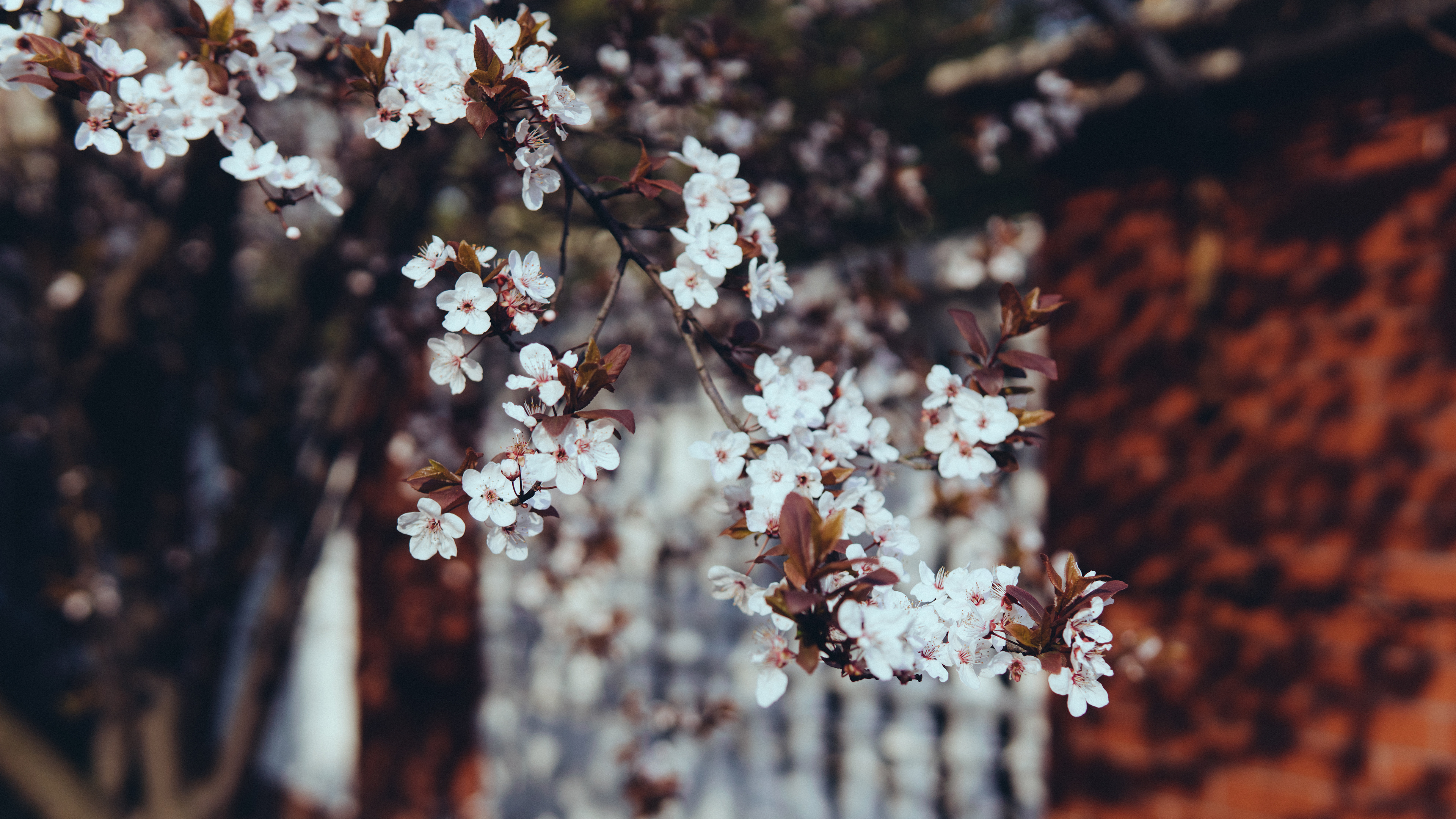 鸟语花香 春天 鲜花