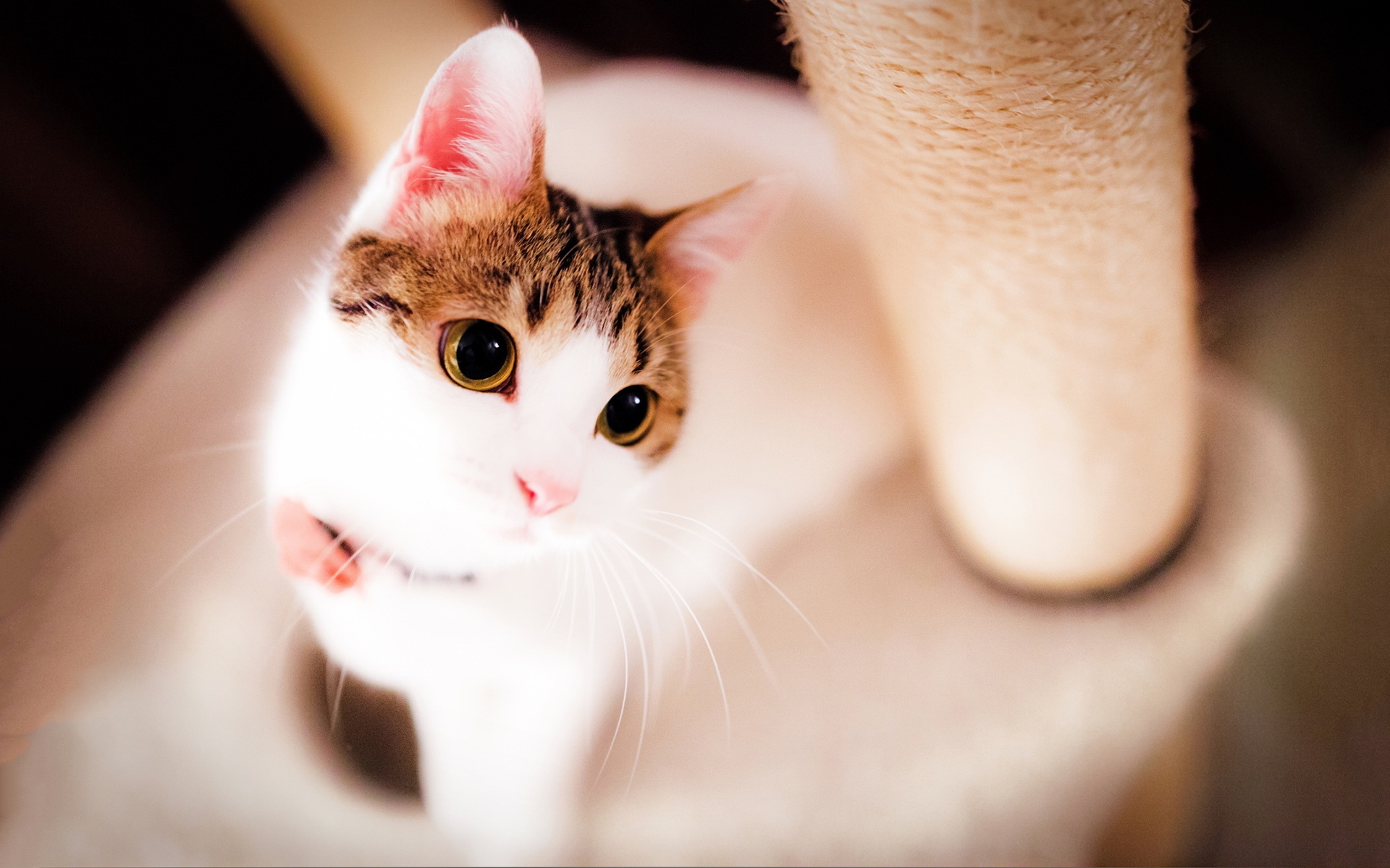 动物 萌宠 猫 喵星人