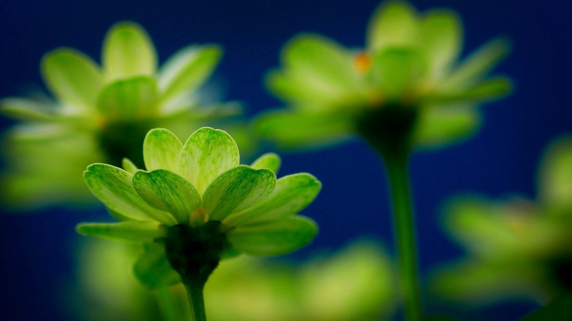 护眼壁纸 绿色 植物