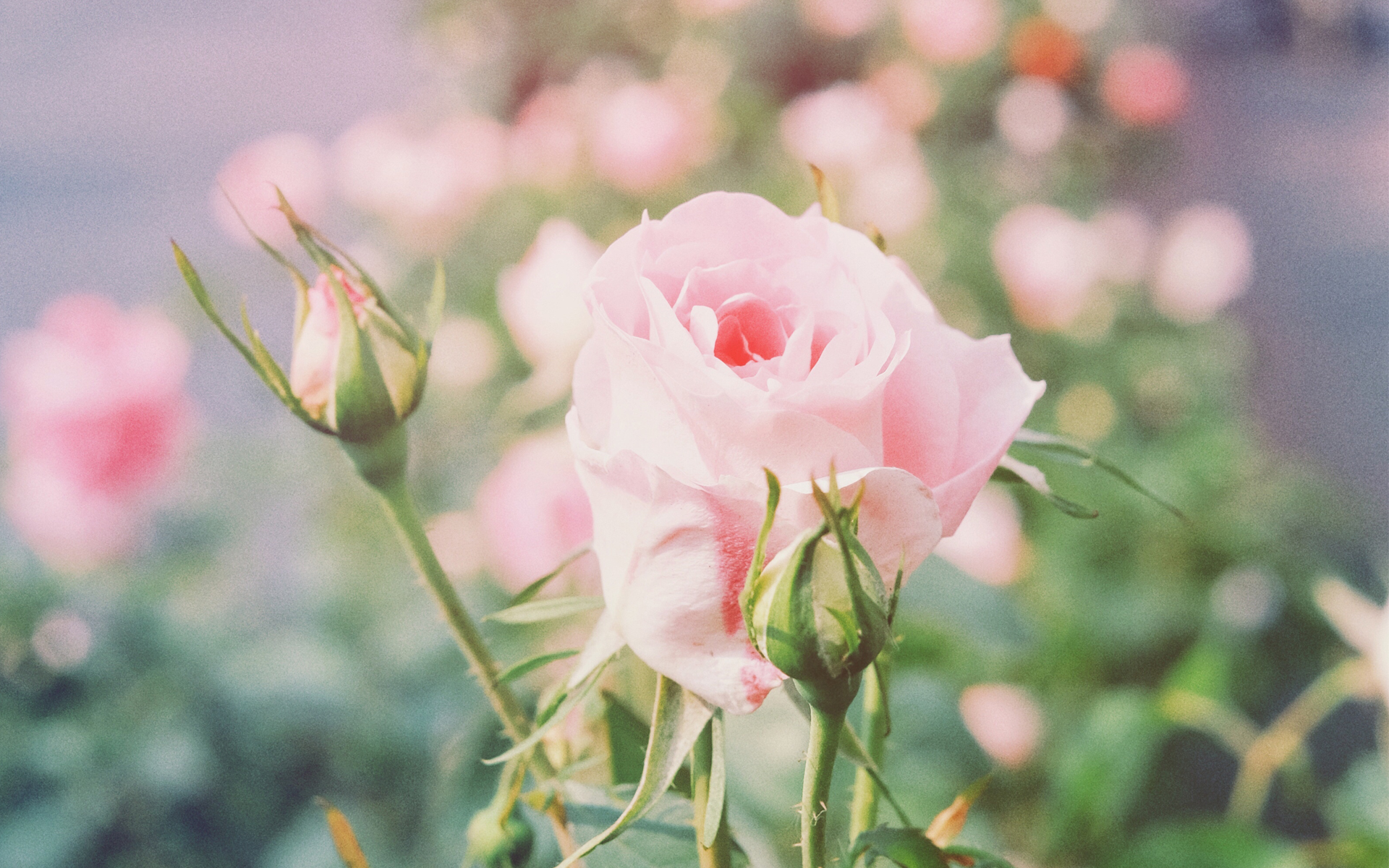 小清新 鸟语花香