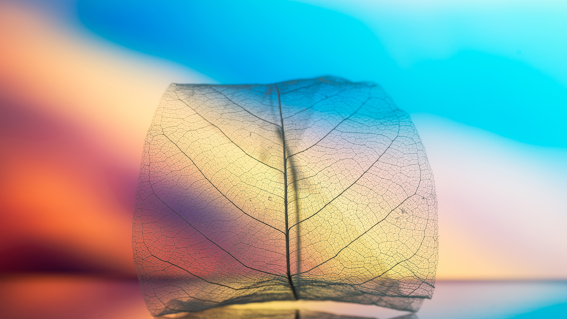 炫酷时尚 创意 树叶 叶子