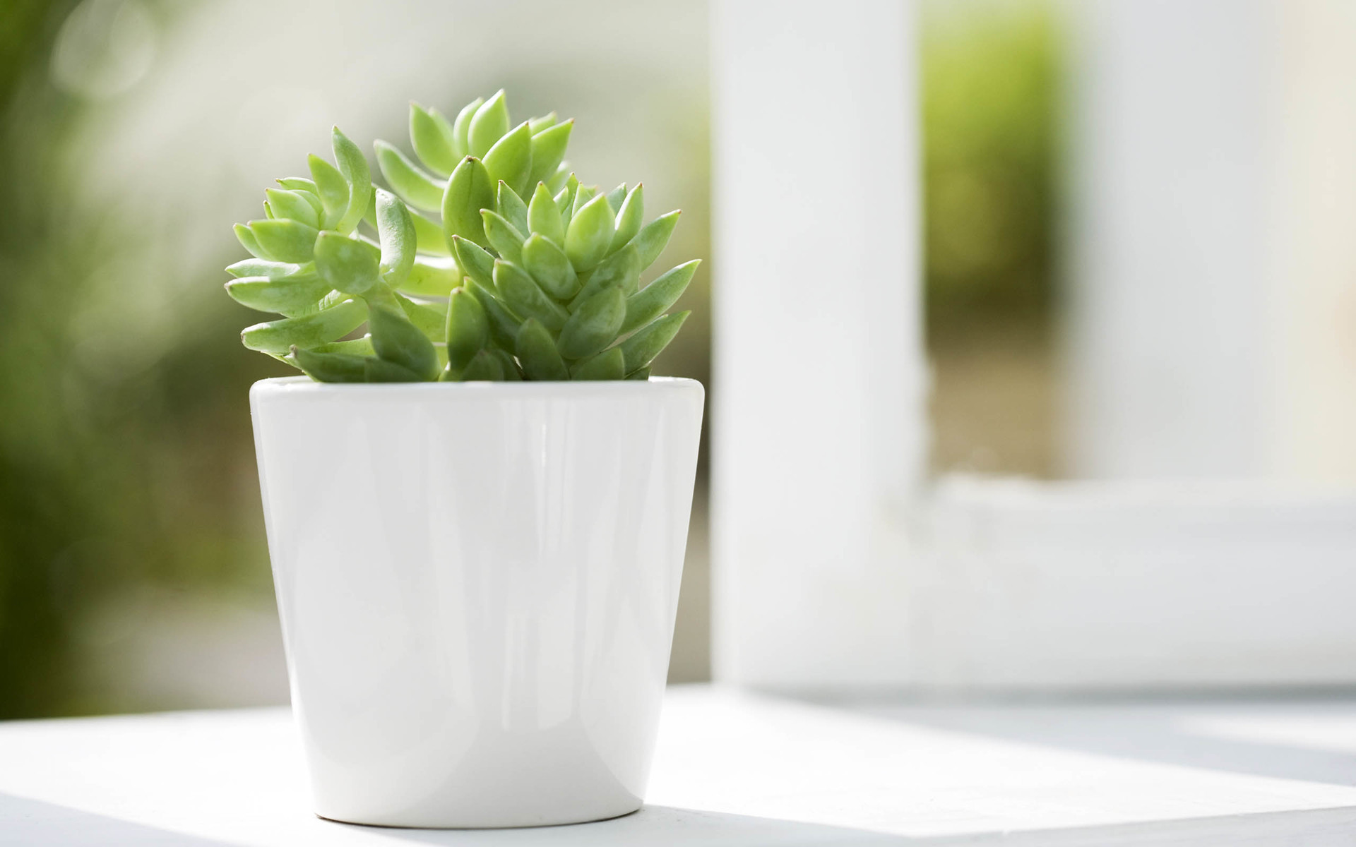 小清新 萌肉 盆景 可爱 简单