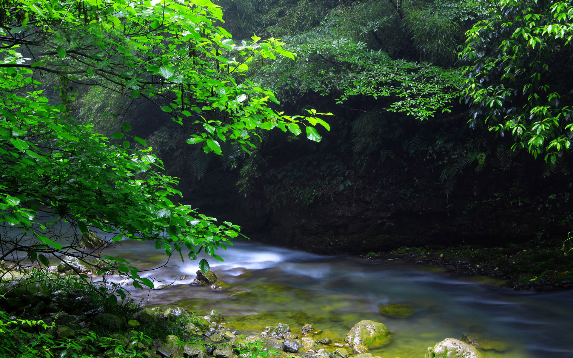 风景 自然风光 溪流 森林