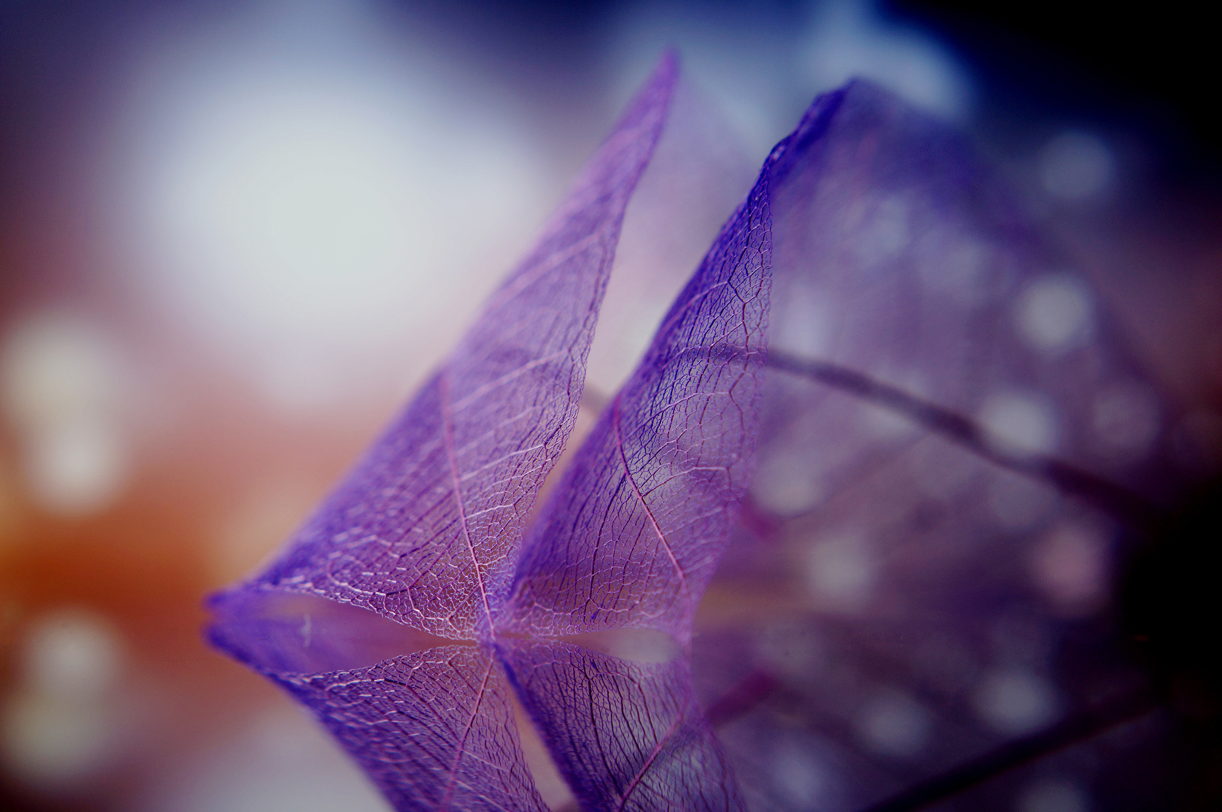 绚丽 时尚 叶子