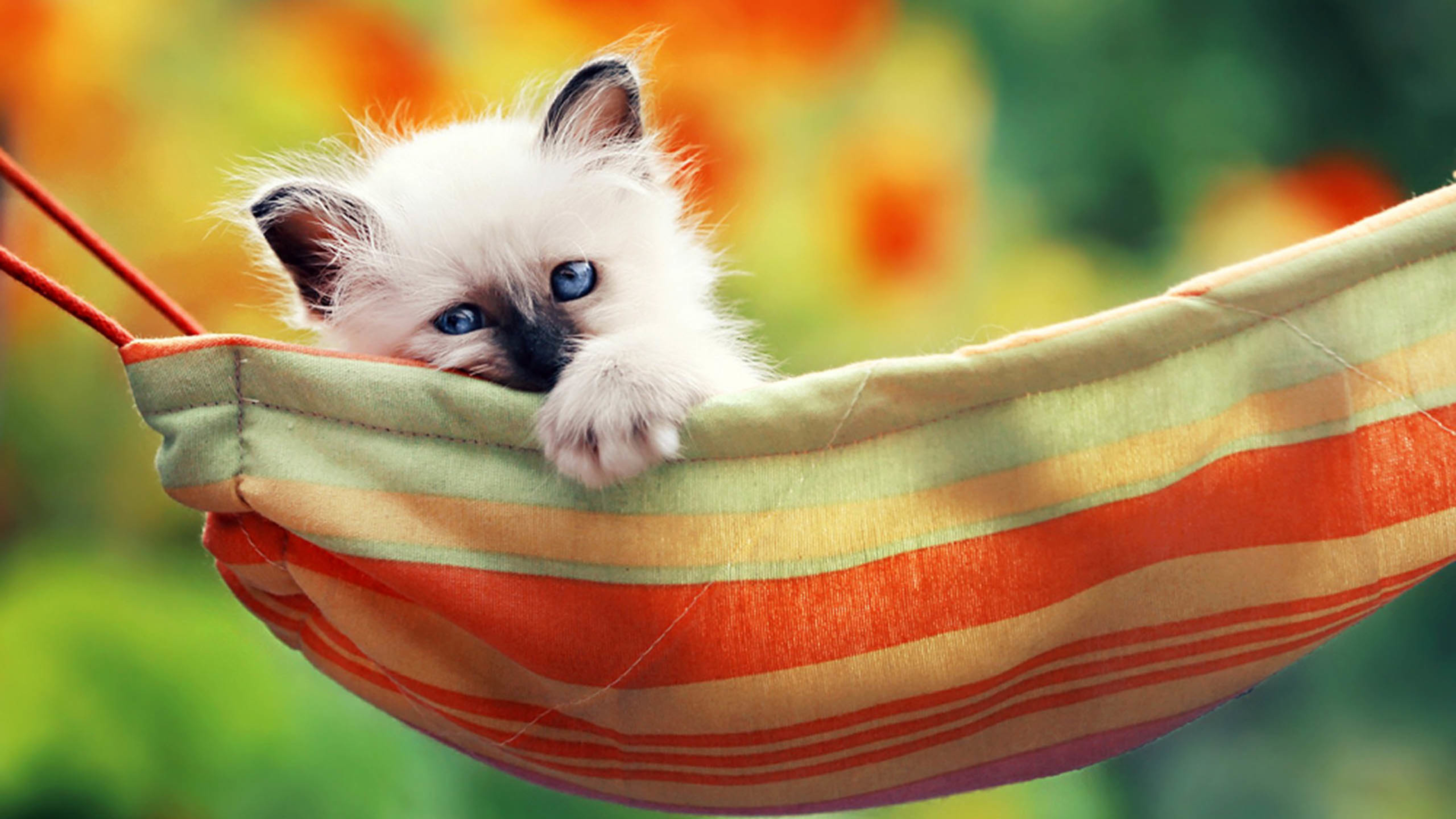 喵星人 猫 吊床