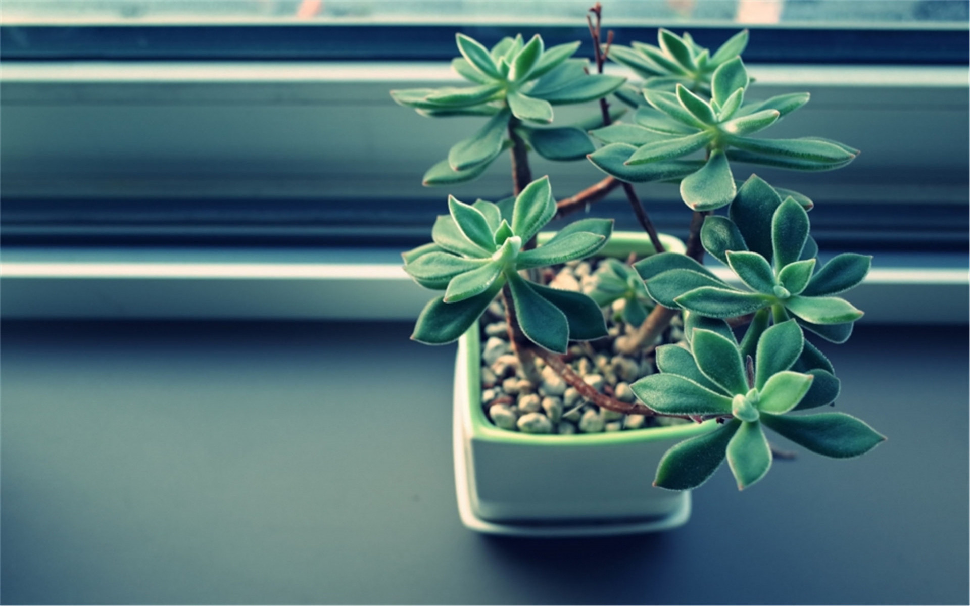 静物写真  简洁  盆栽  绿色  植物   养眼