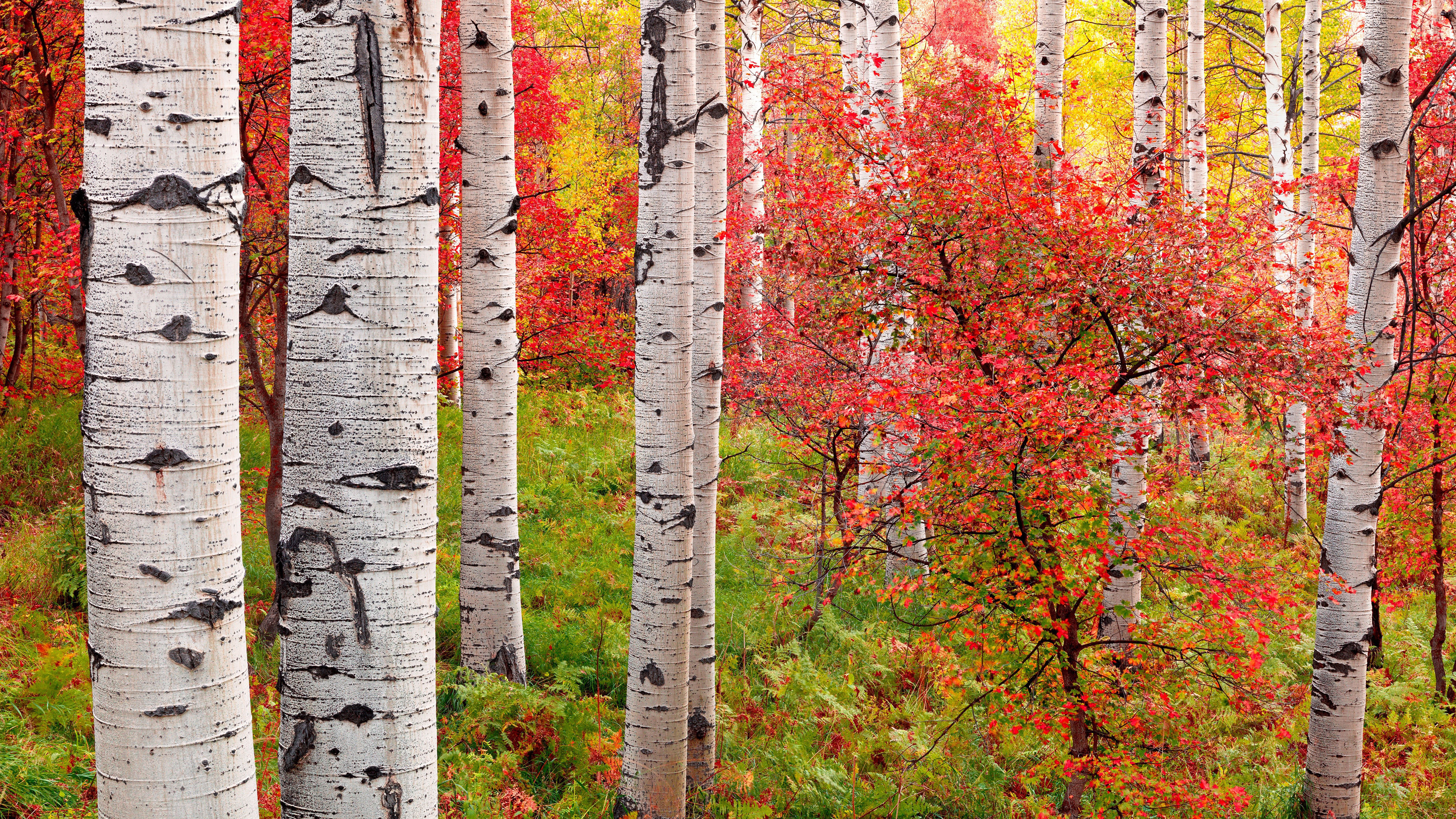 4K 小清新 秋景 森林