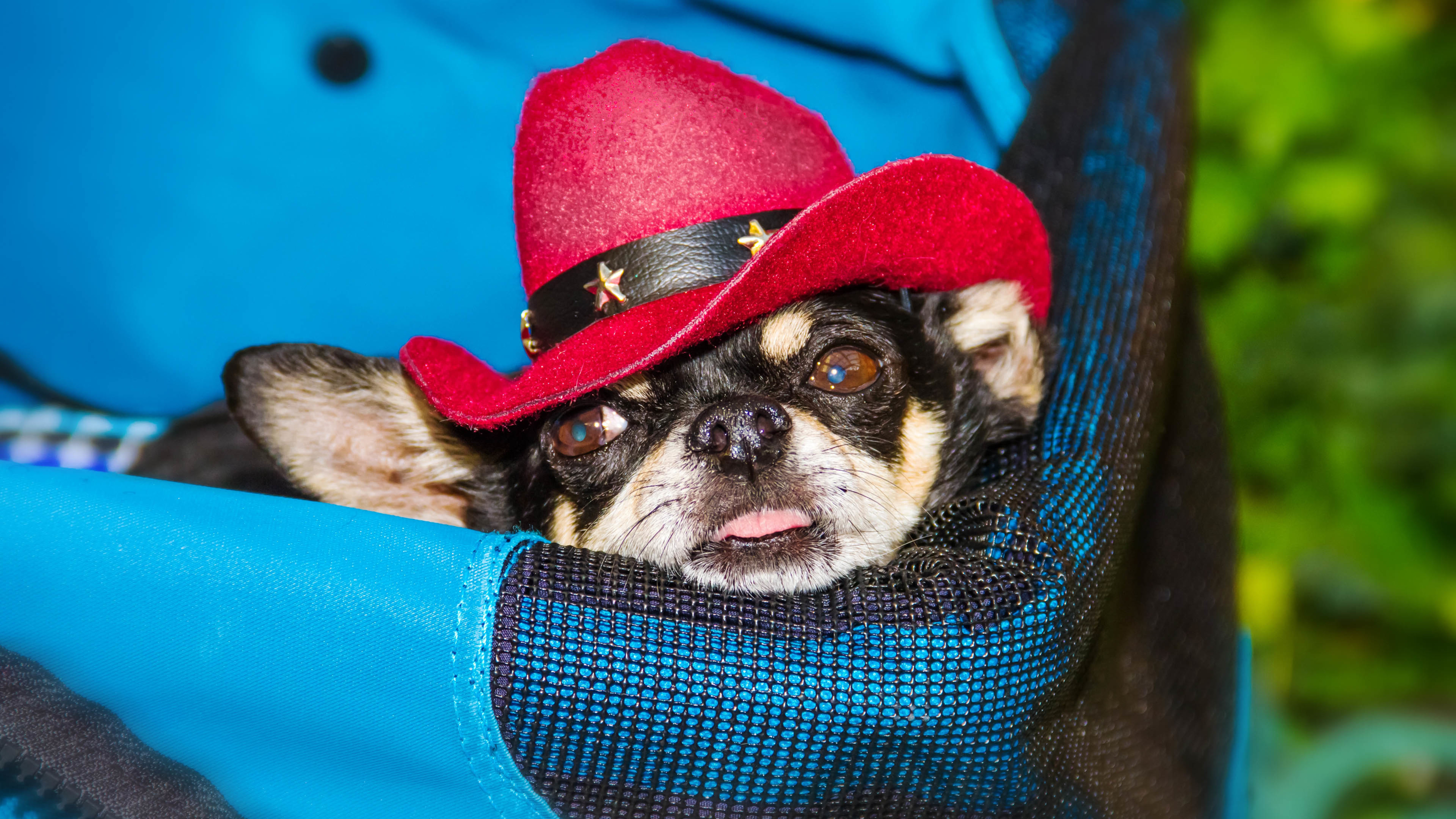 汪星人 狗 帽子