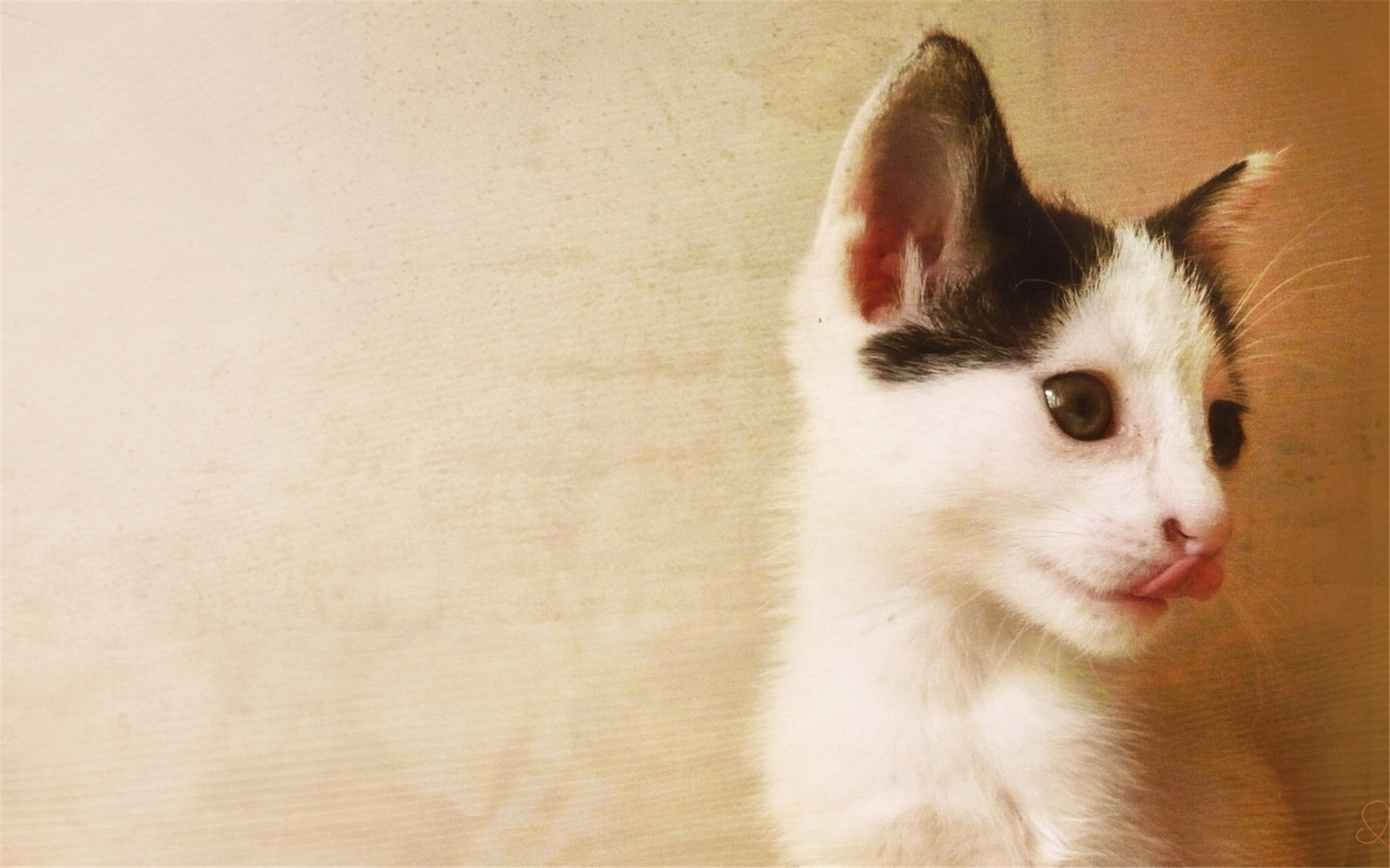 喵星人  萌宠小喵咪  呆萌