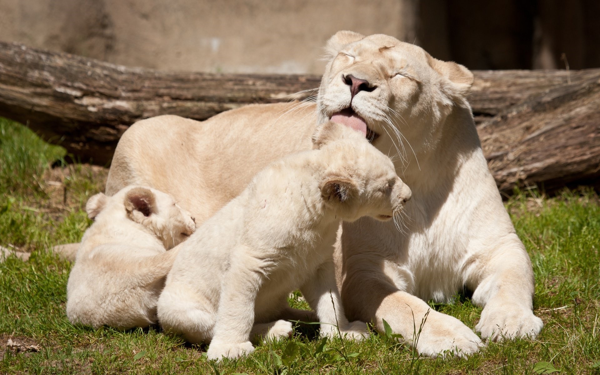 动物 野生动物 白狮 狮子