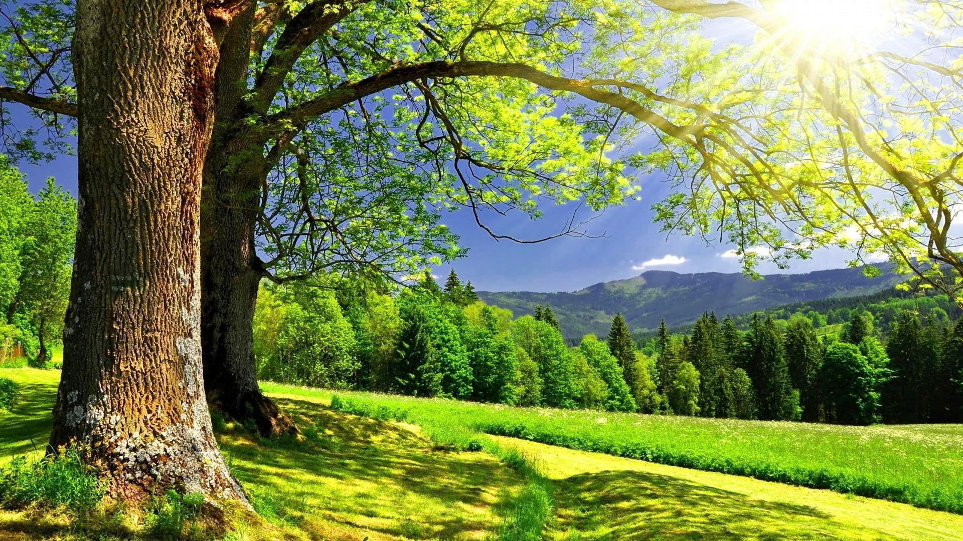 风景 自然风景 阳光明媚 宽屏