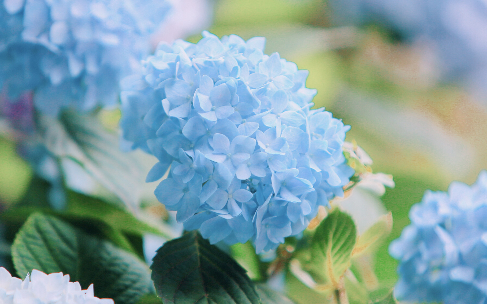 清新淡雅 紫色绣球花