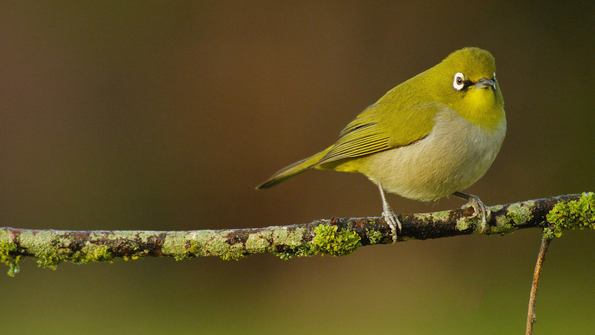 动物 小鸟天地 鸟