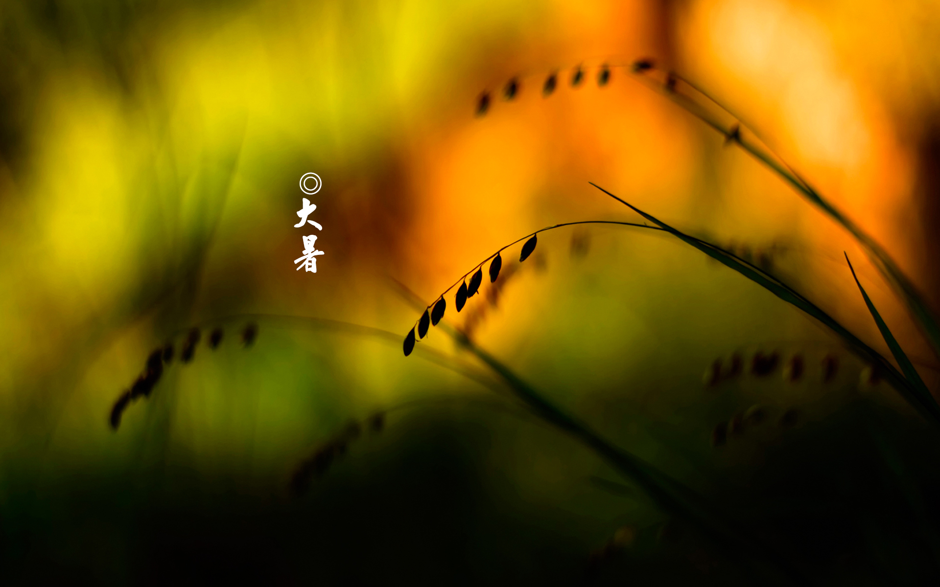 二十四节气 大暑