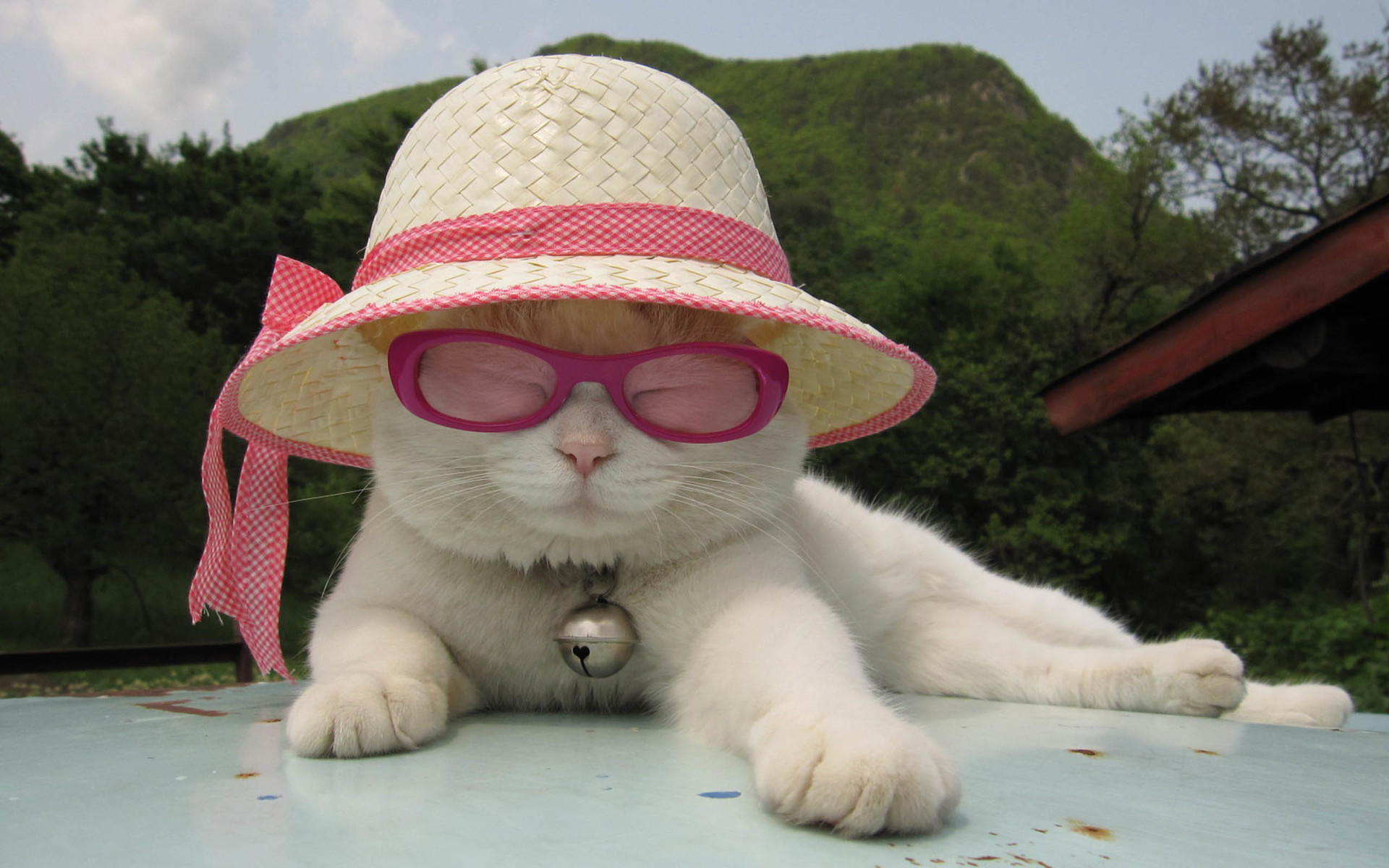 萌宠 动物 喵星人 猫叔 猫