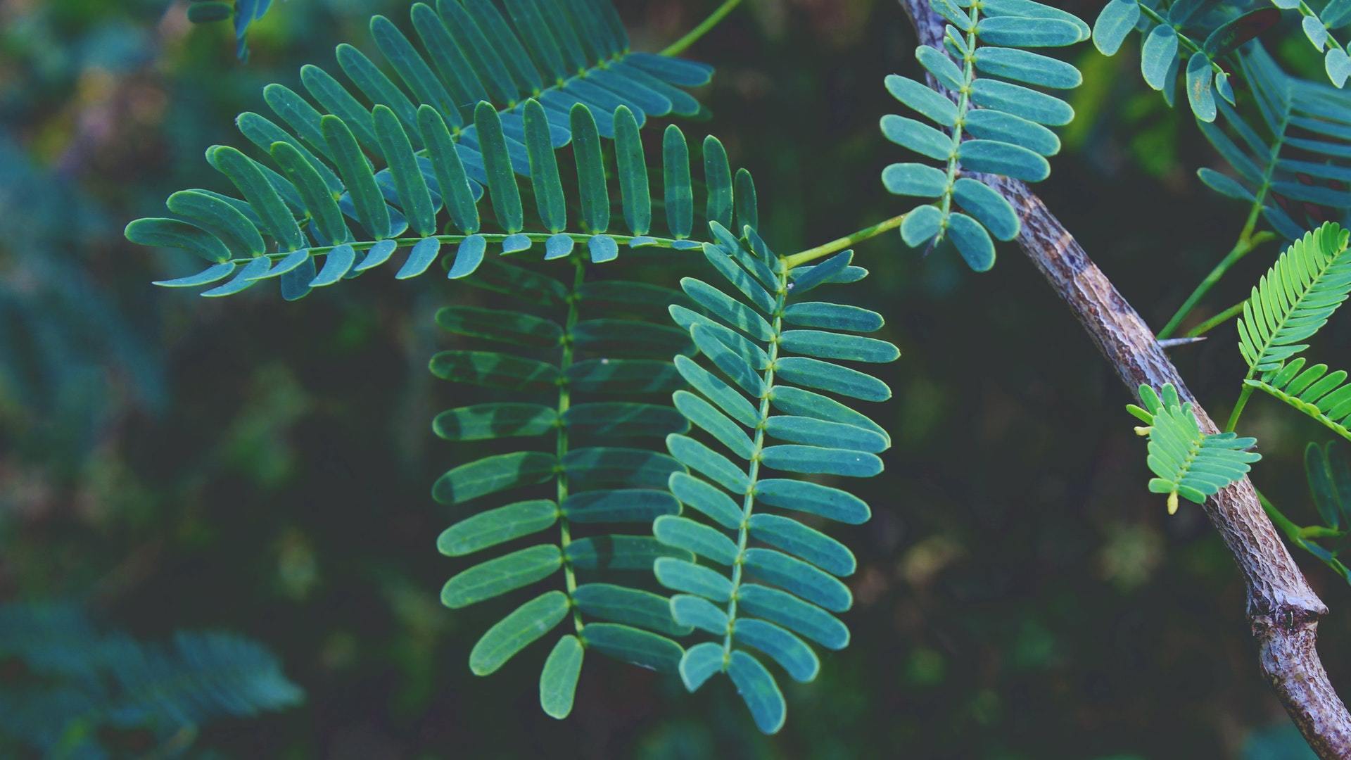 小清新 植物 绿叶