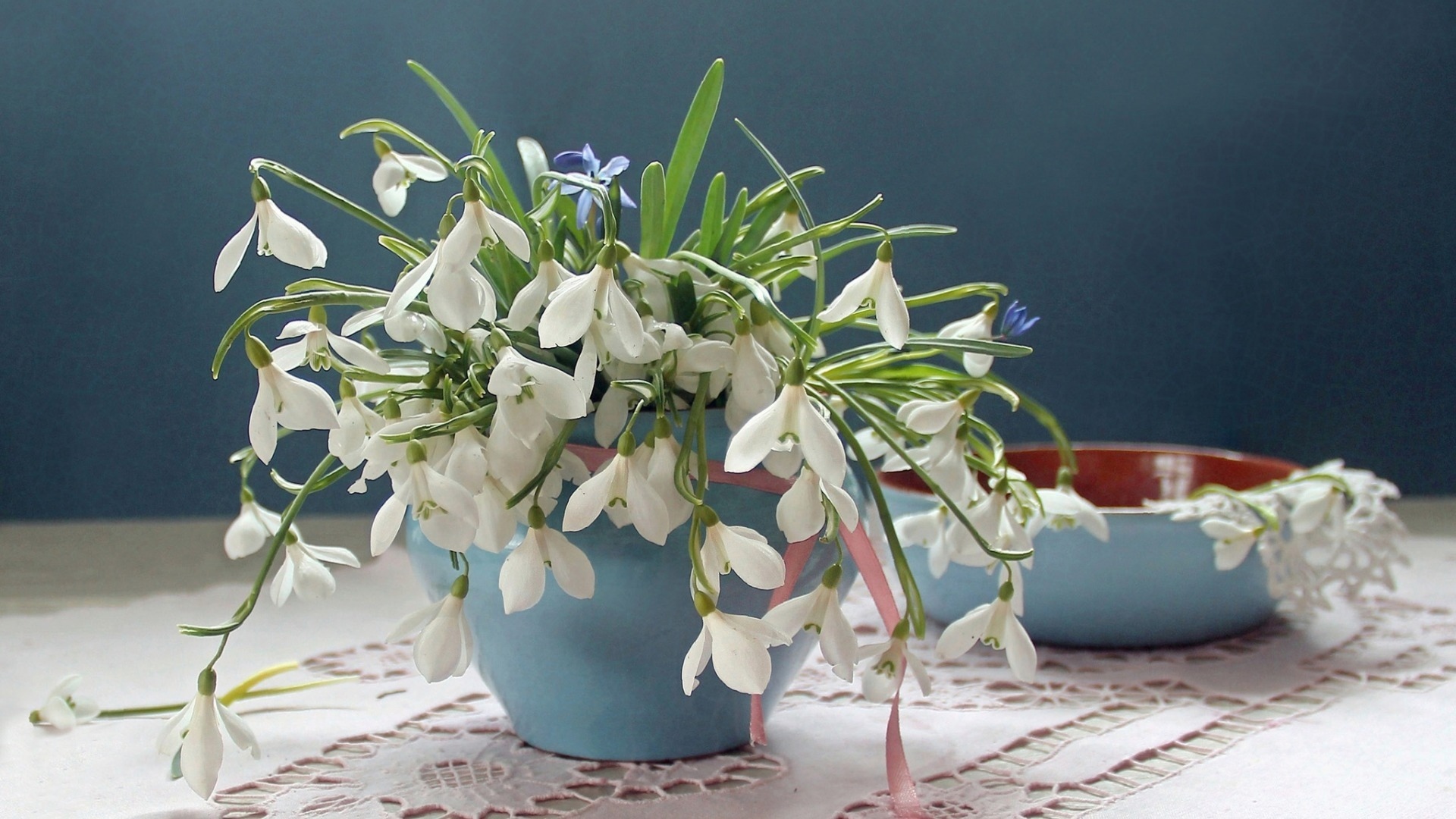 静物写真  清新的雪滴花