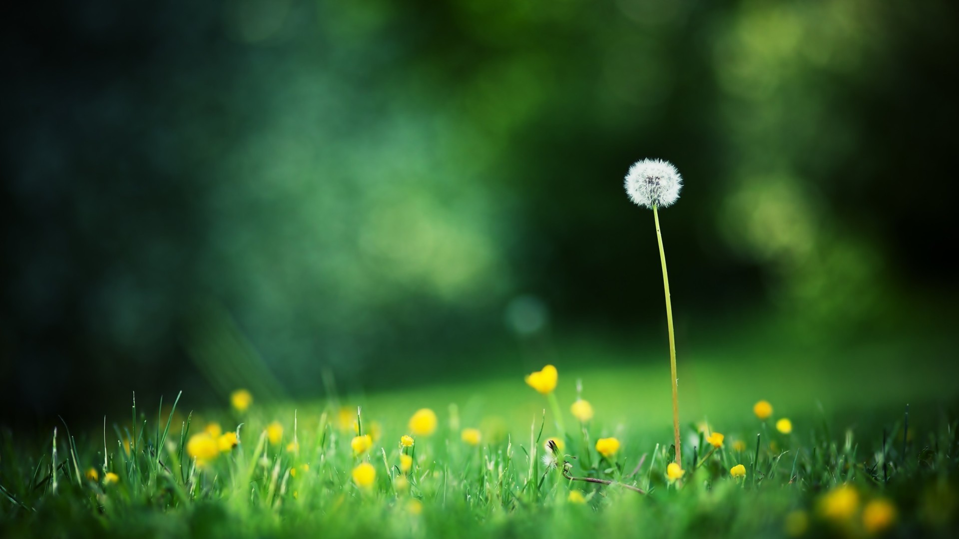 绿色 蒲公英 一花一世界