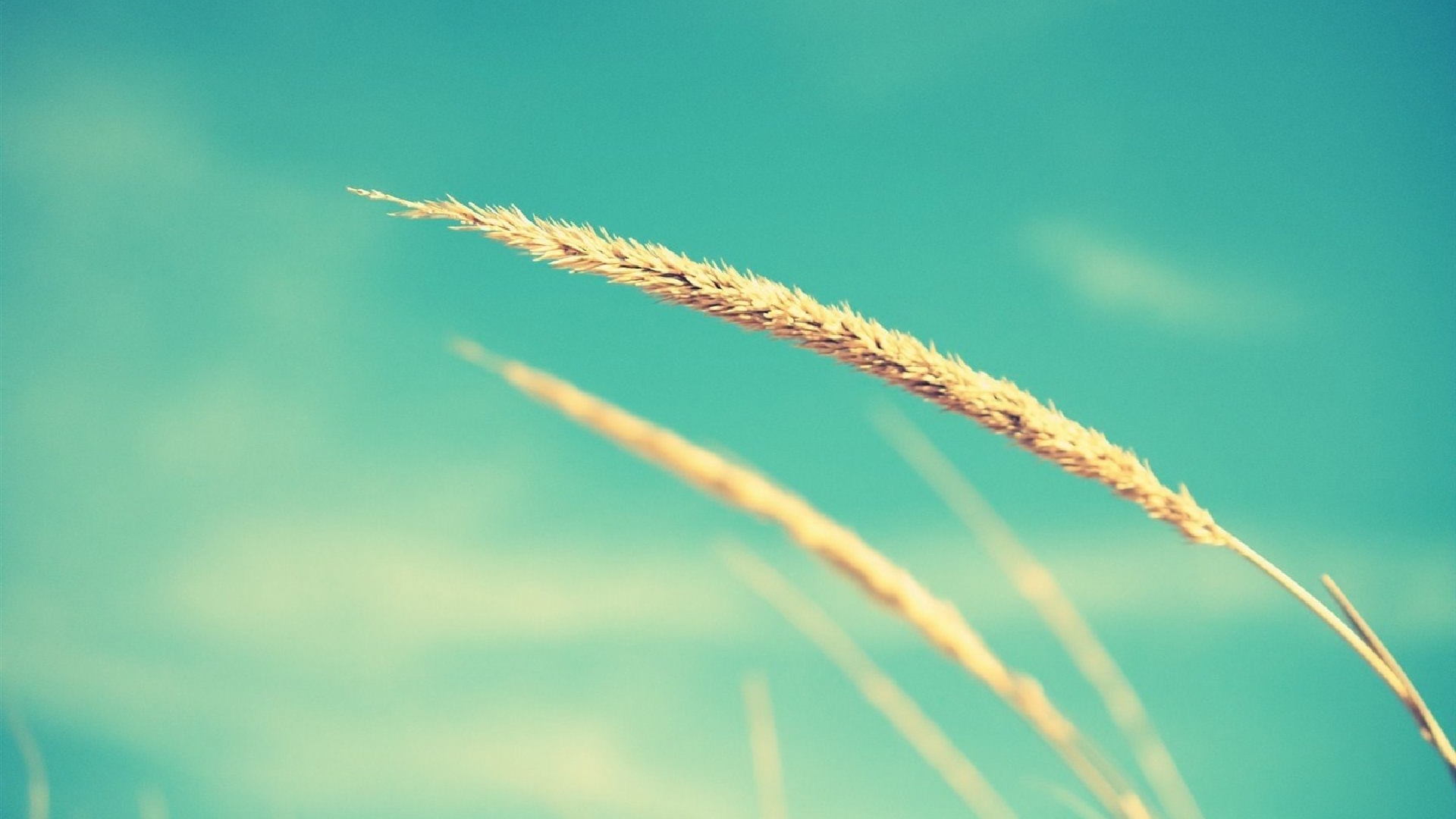 清新 简洁 清爽 护眼